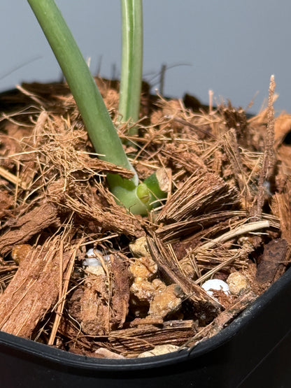 スキンダプサス ニルマラ / Scindapsus nirmala (1)