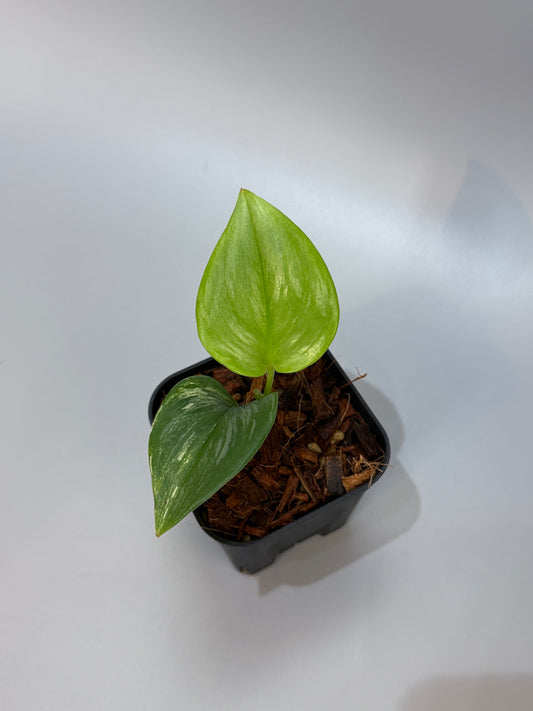 スキンダプサス ルビコン 斑入り  / Scindapsus rubico var.  (4)