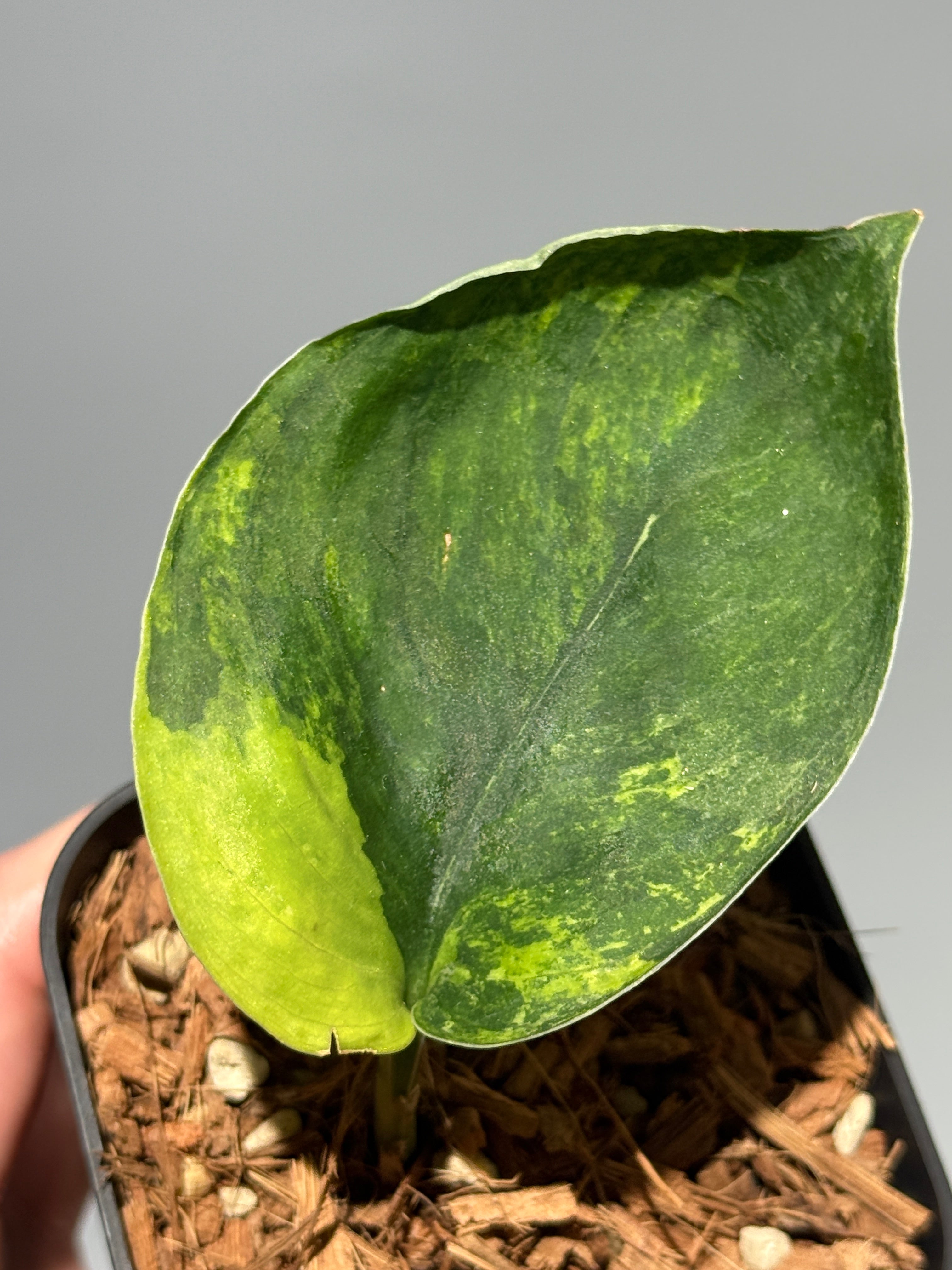 Nakayama Plants公式オンラインストア｜スキンダプサス専門店
