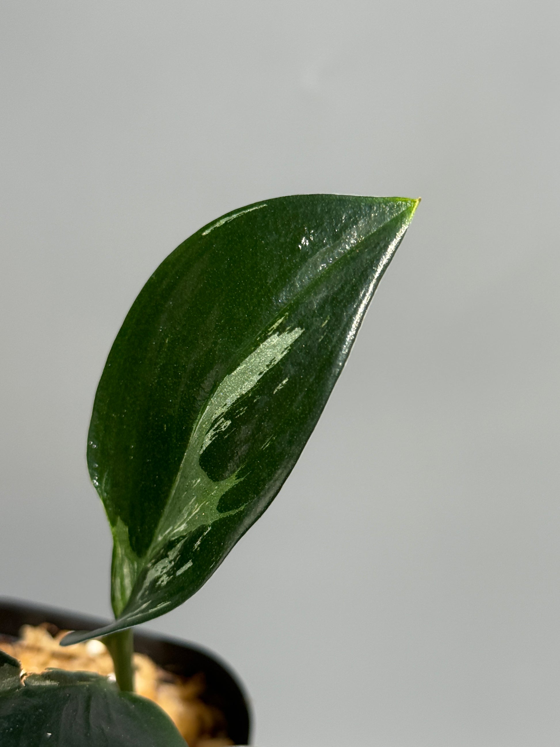スキンダプサス トレビー ダークフォーム ミューテーション/Scindapsus Treubii darkform mutation (1)