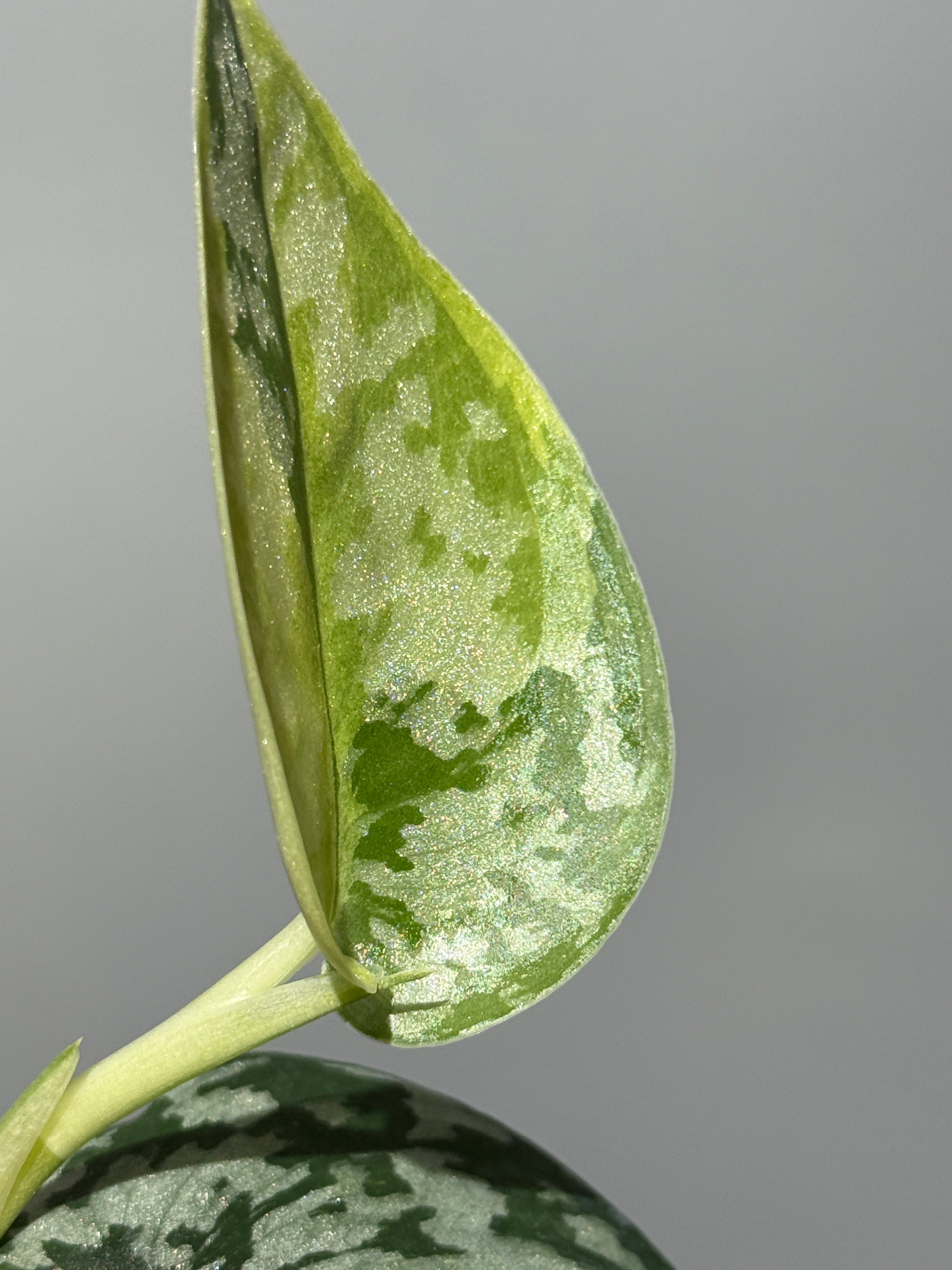 スキンダプサス マハリカ / Scindapsus maharlika (3) – Nakayama-Plants
