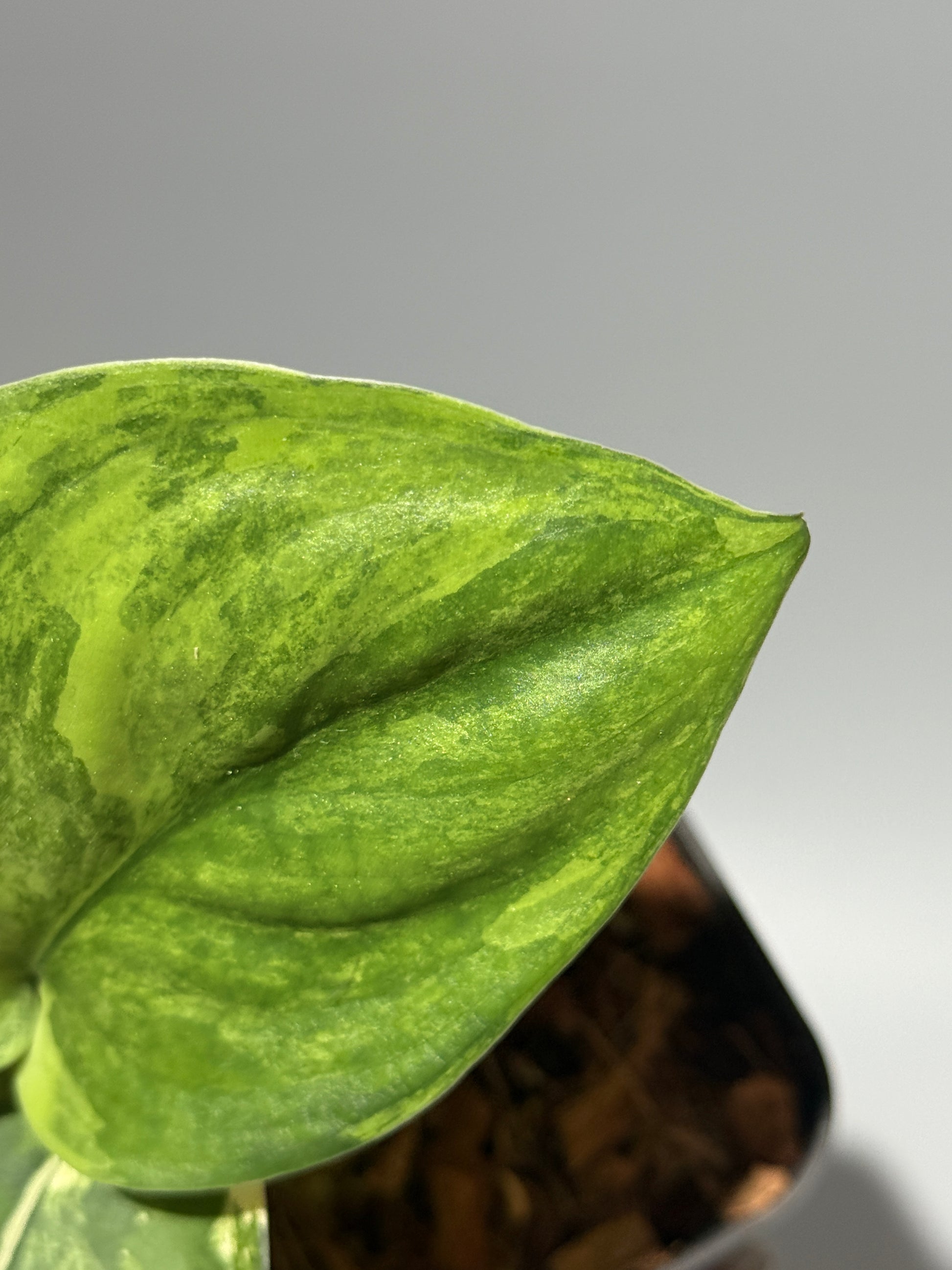 スキンダプサス ジェイドサテン オーレア  / Scindapsus jadesatin aurea (1)