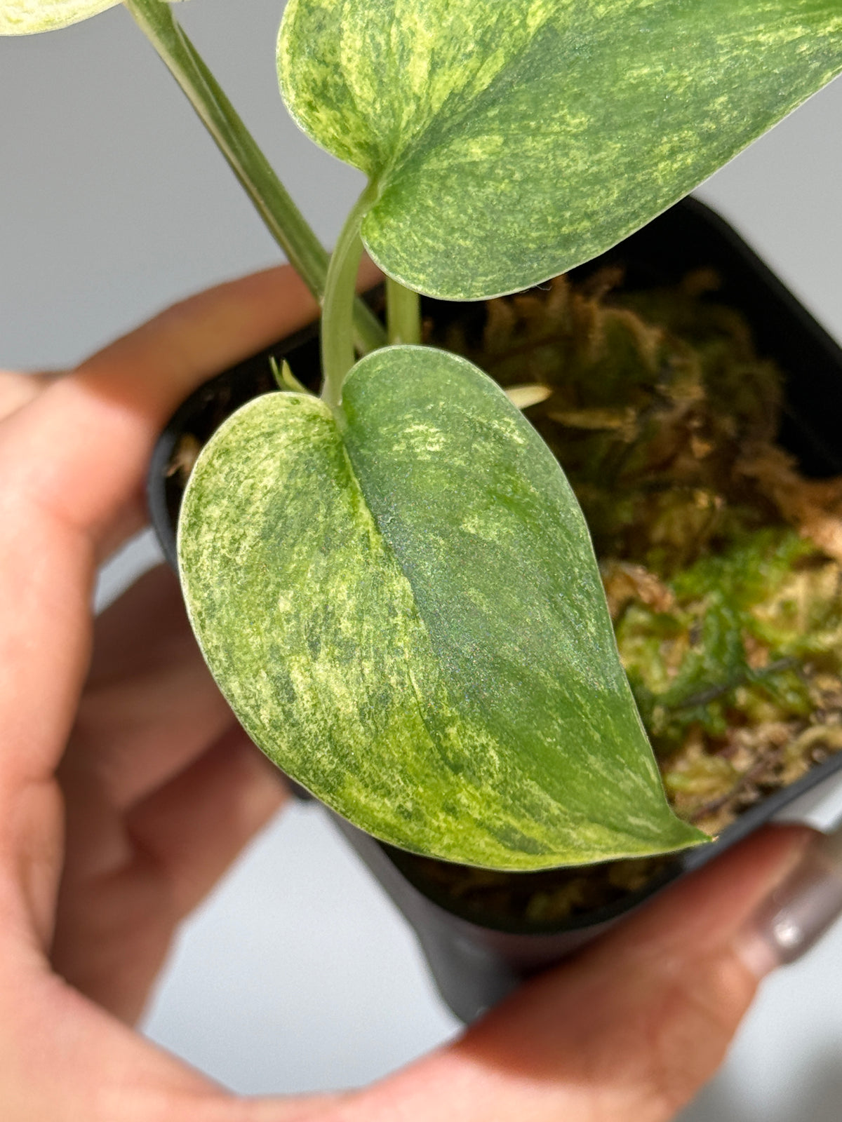 スキンダプサス シリワンギ トリカラー  / Scindapsus Siliwangi tricolor (2)