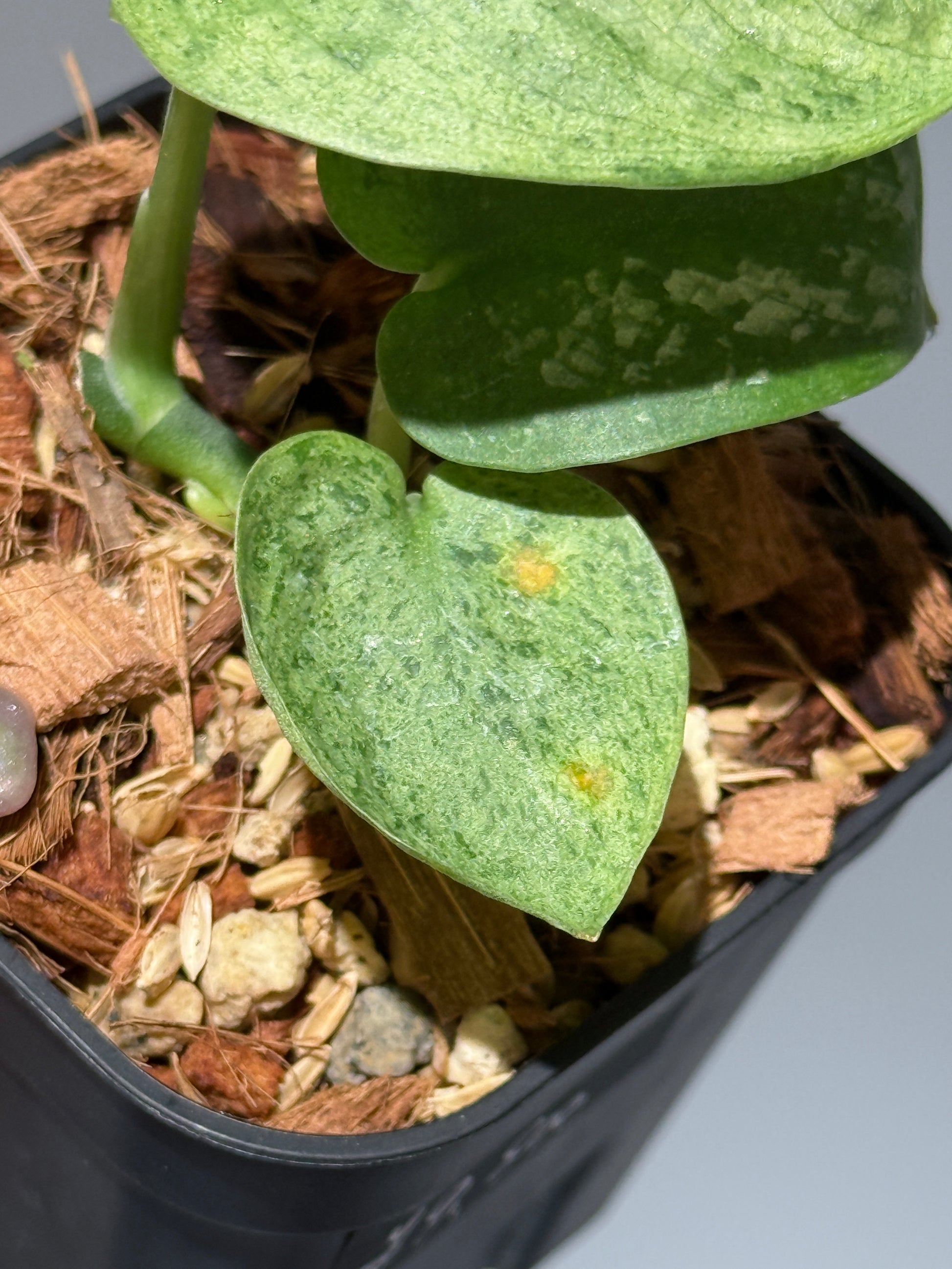 スキンダプサス モヒート / Scindapsus Mojito (1)