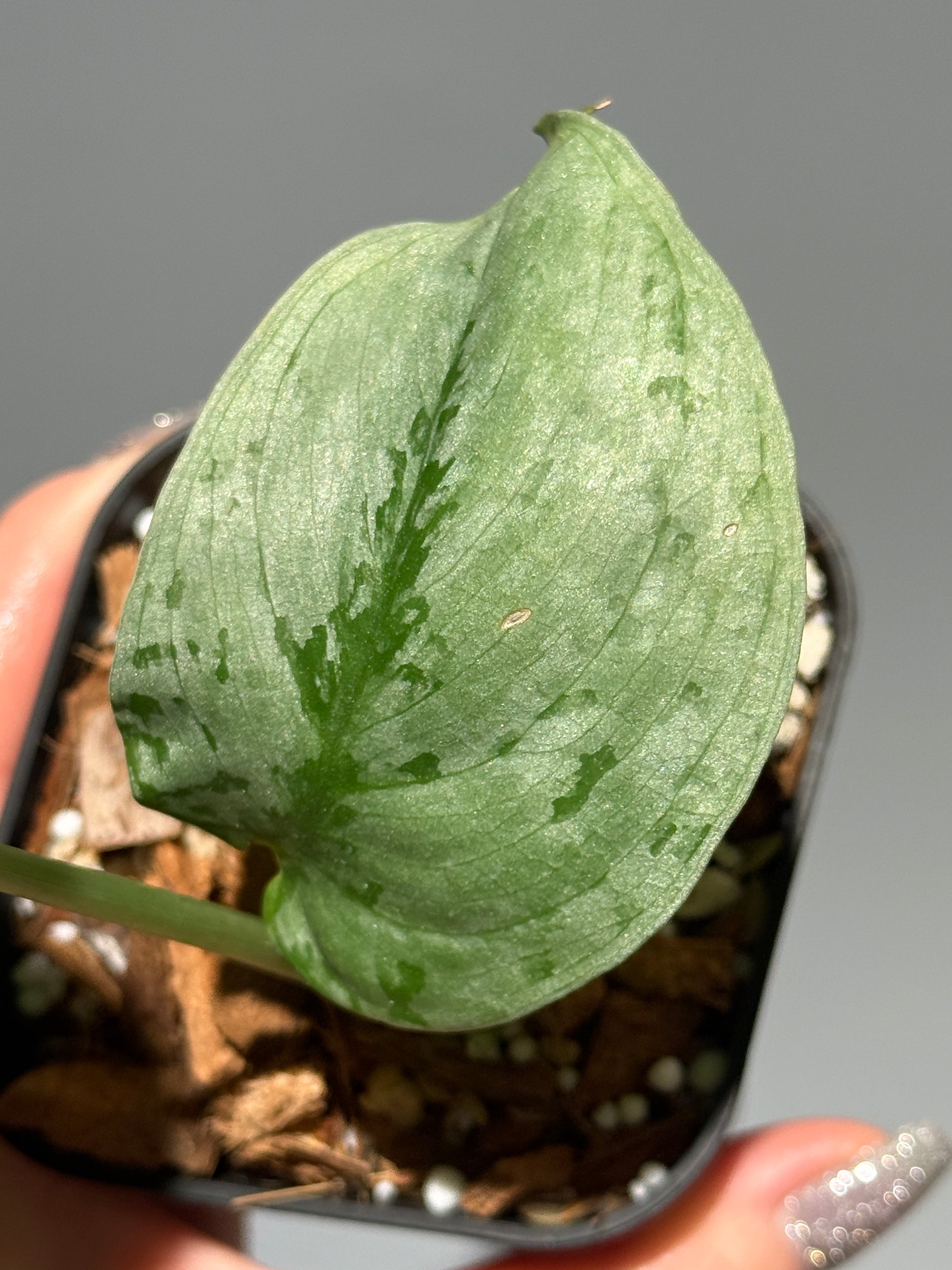 スキンダプサス sp.ジャンビ / Scindapsus sp.jambi (1)