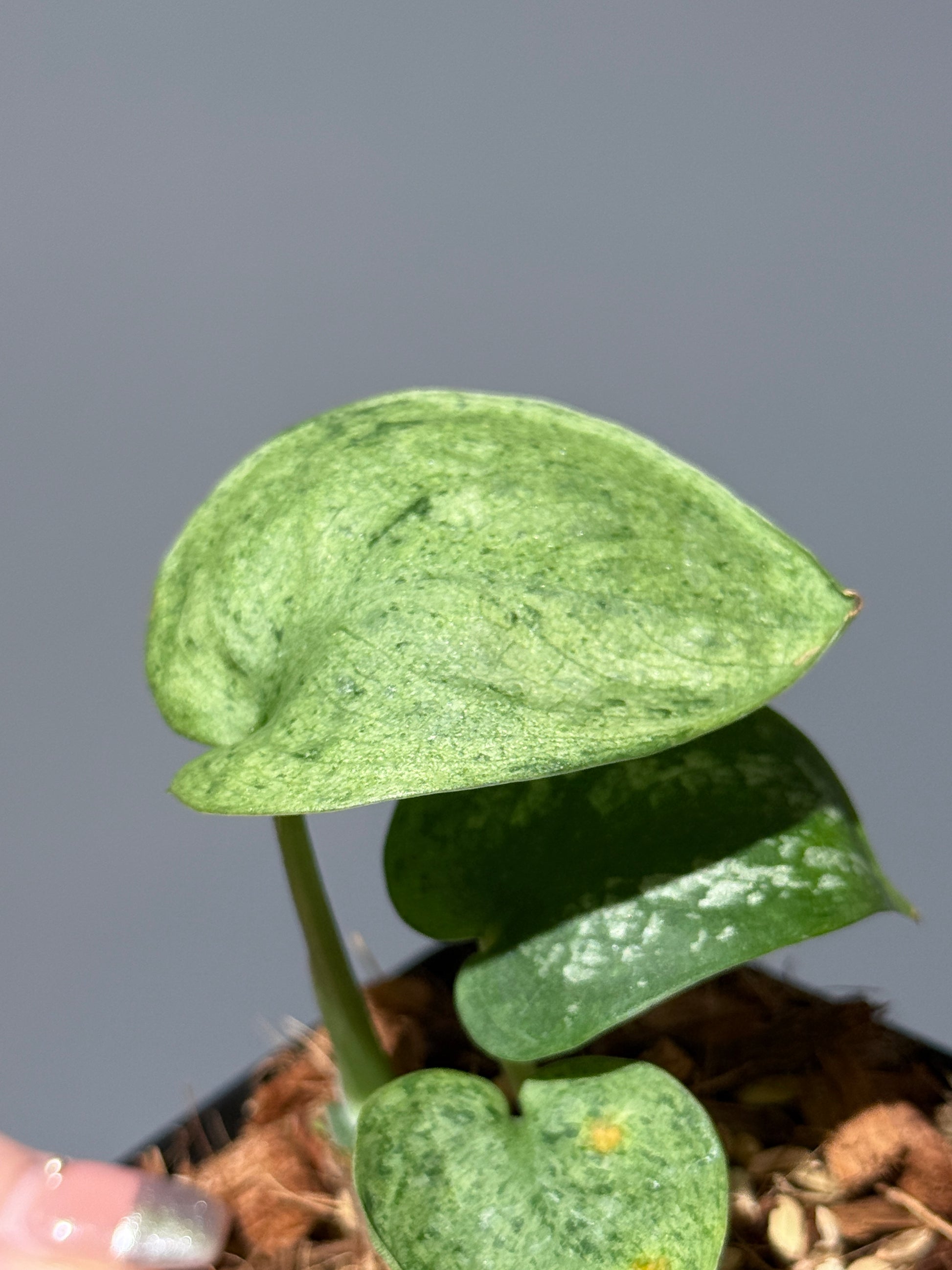 スキンダプサス モヒート / Scindapsus Mojito (1)