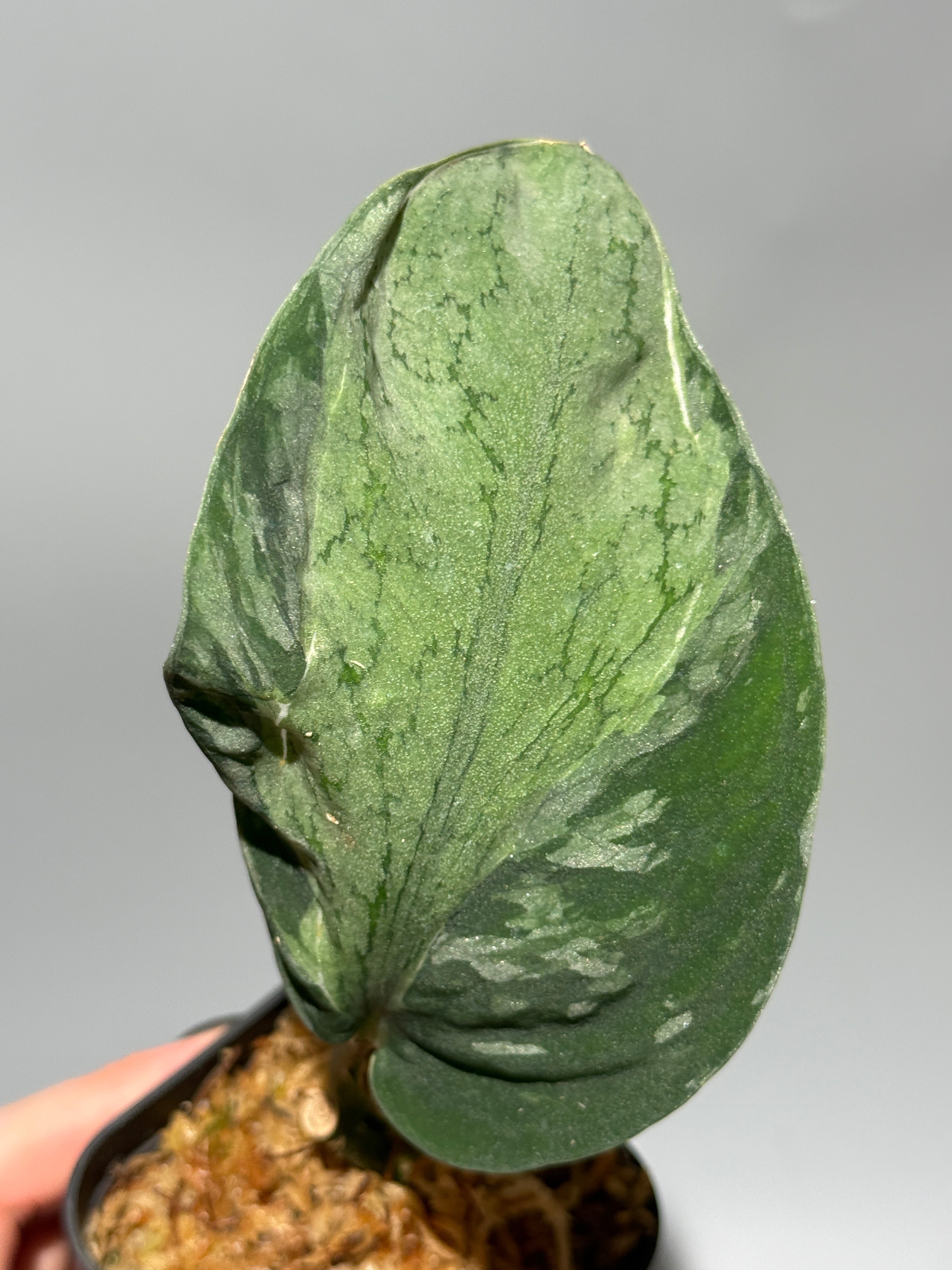 スキンダプサス スパイダー / Scindapsus Spider (1) – Nakayama-Plants