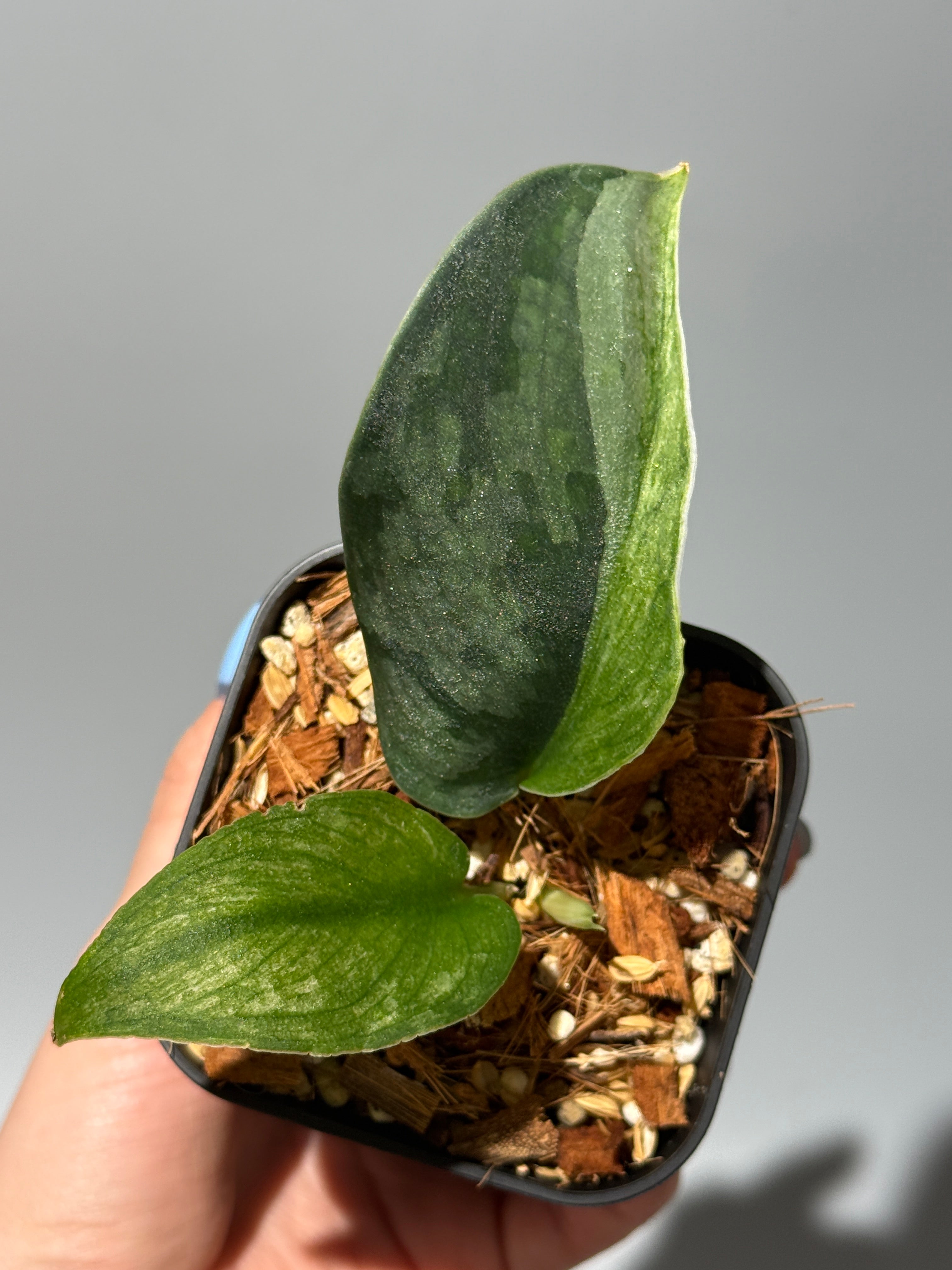 Nakayama Plants公式オンラインストア｜スキンダプサス専門店