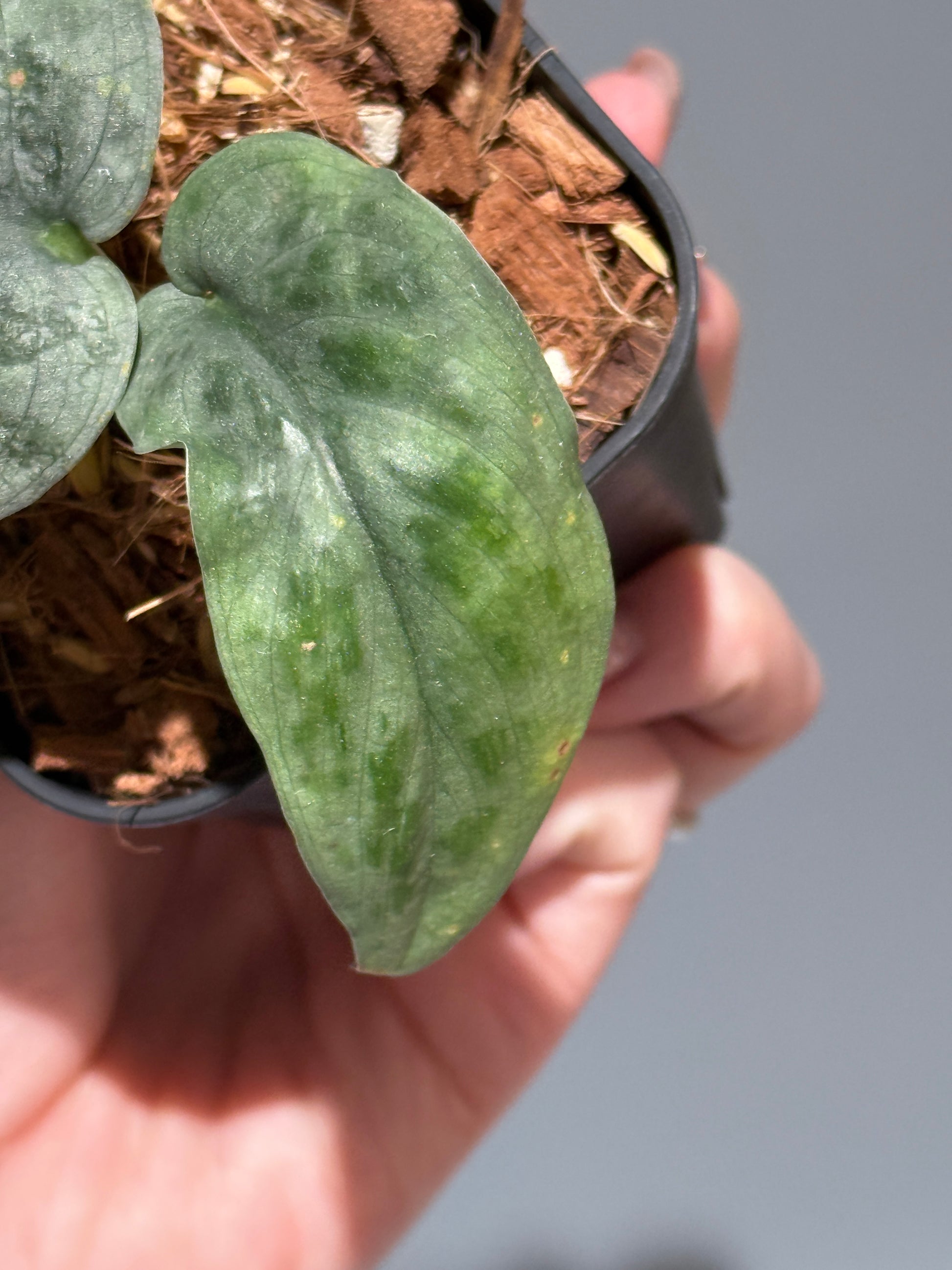 スキンダプサス  タトゥー / Scindapsus Tatoo (2)