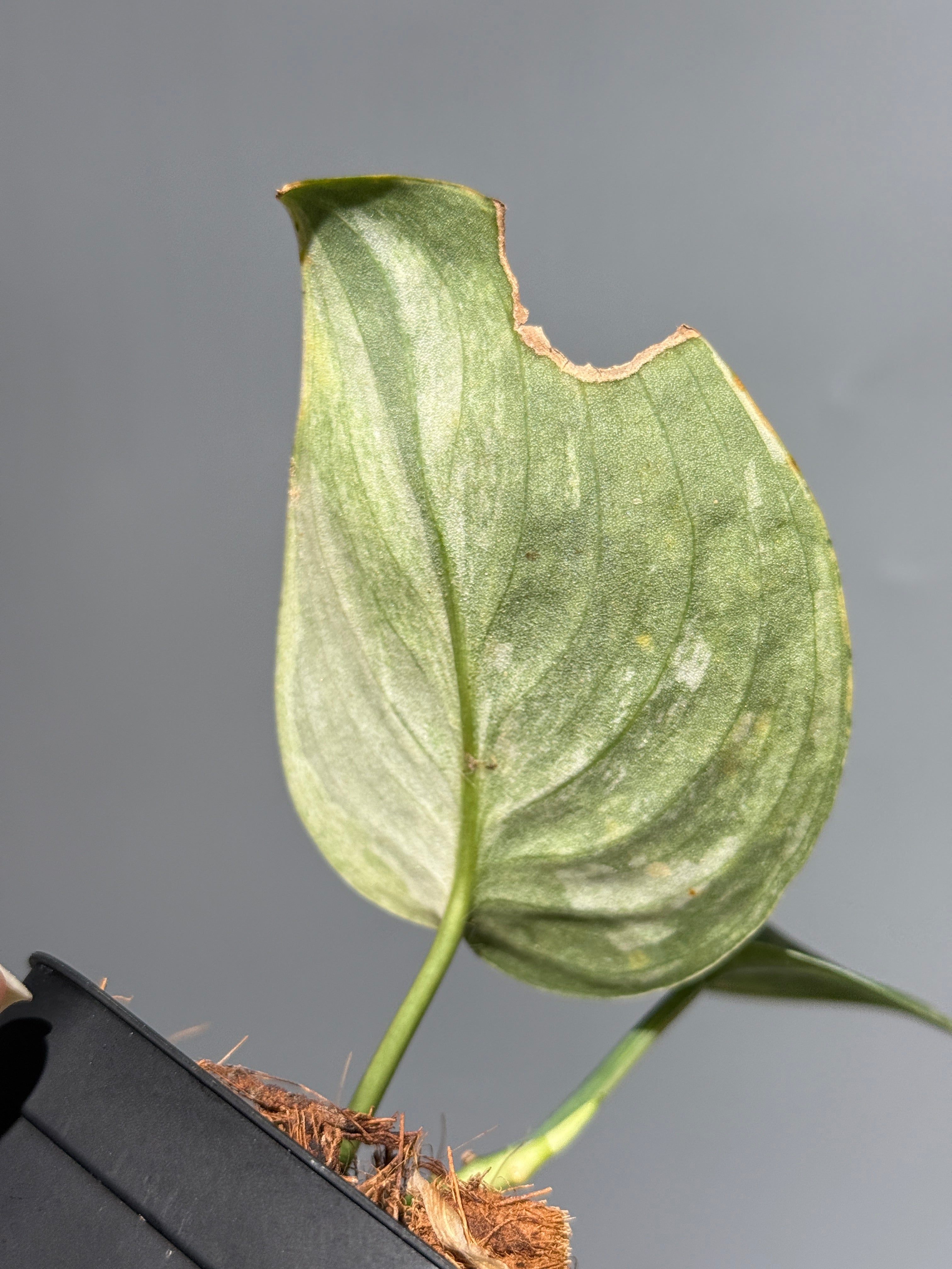 スキンダプサス ブラック ドラゴン / Scindapsus Black dragon (1