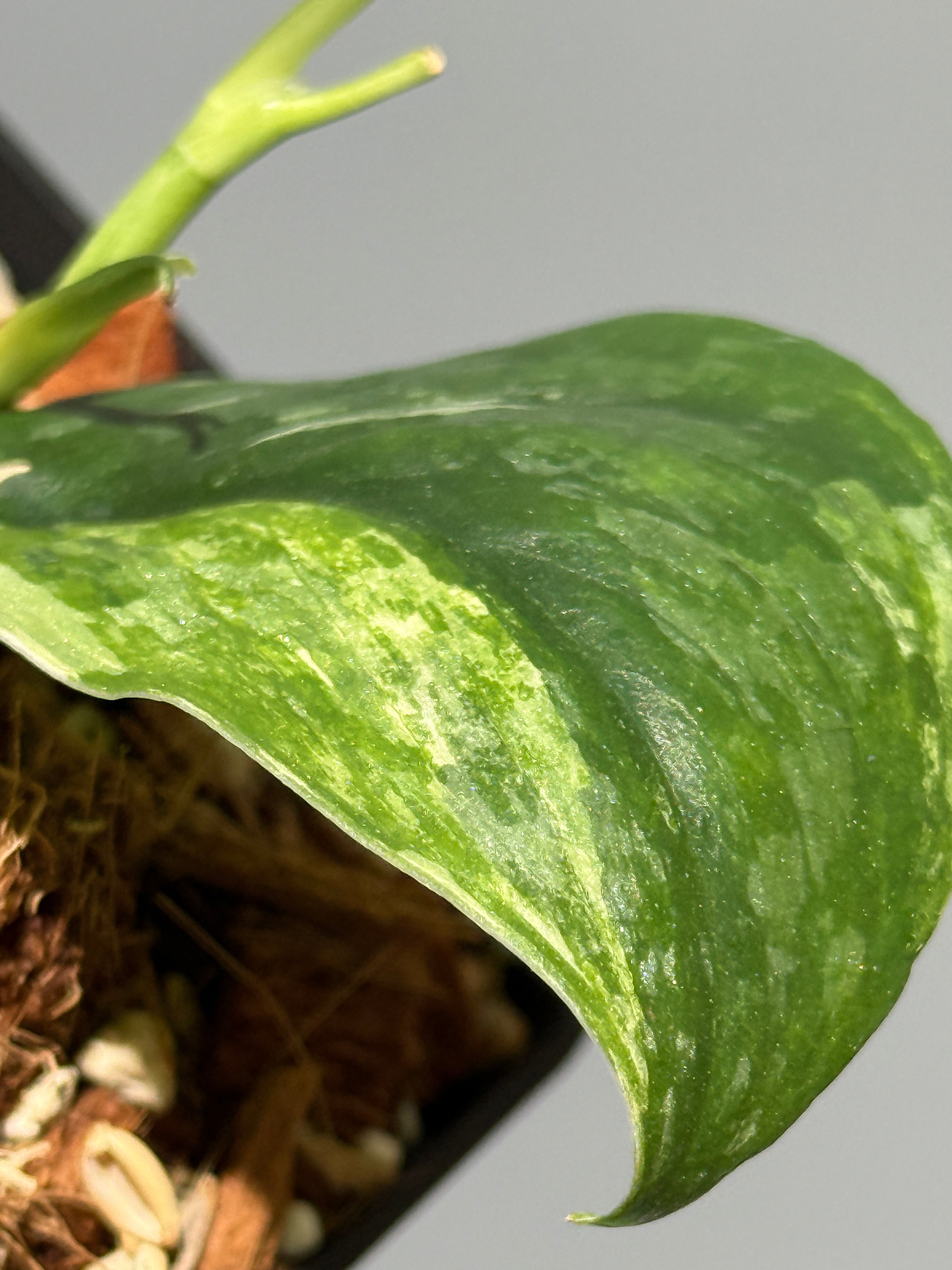 All Plants – Page 2 – Nakayama-Plants