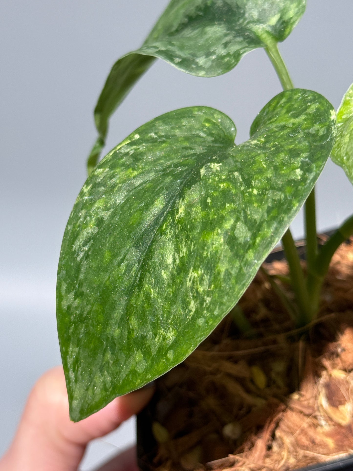 スキンダプサス レオパード / Scindapsus Leopard (2)