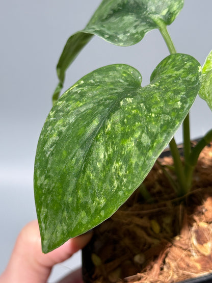 スキンダプサス レオパード / Scindapsus Leopard (2)