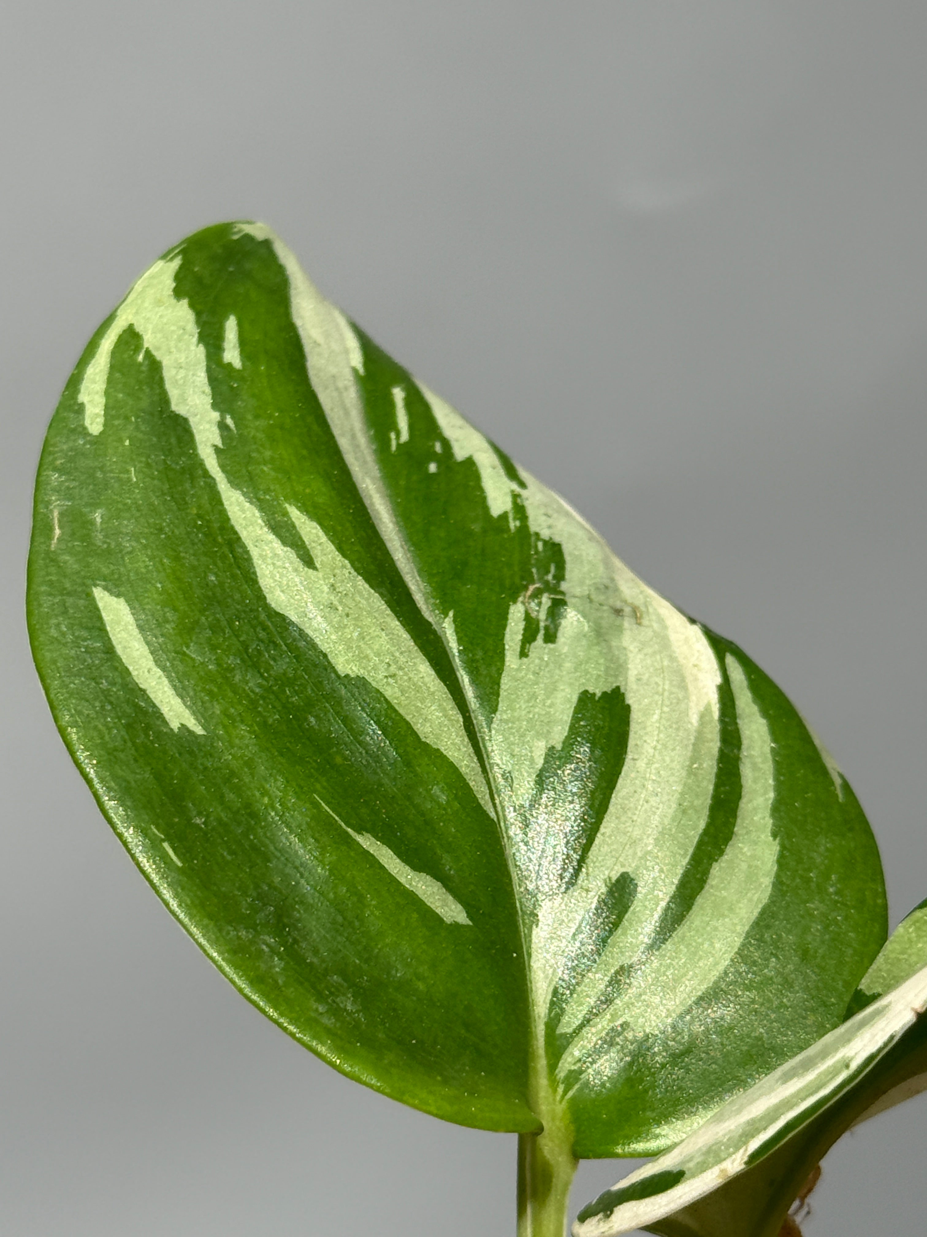 All Plants – Nakayama-Plants