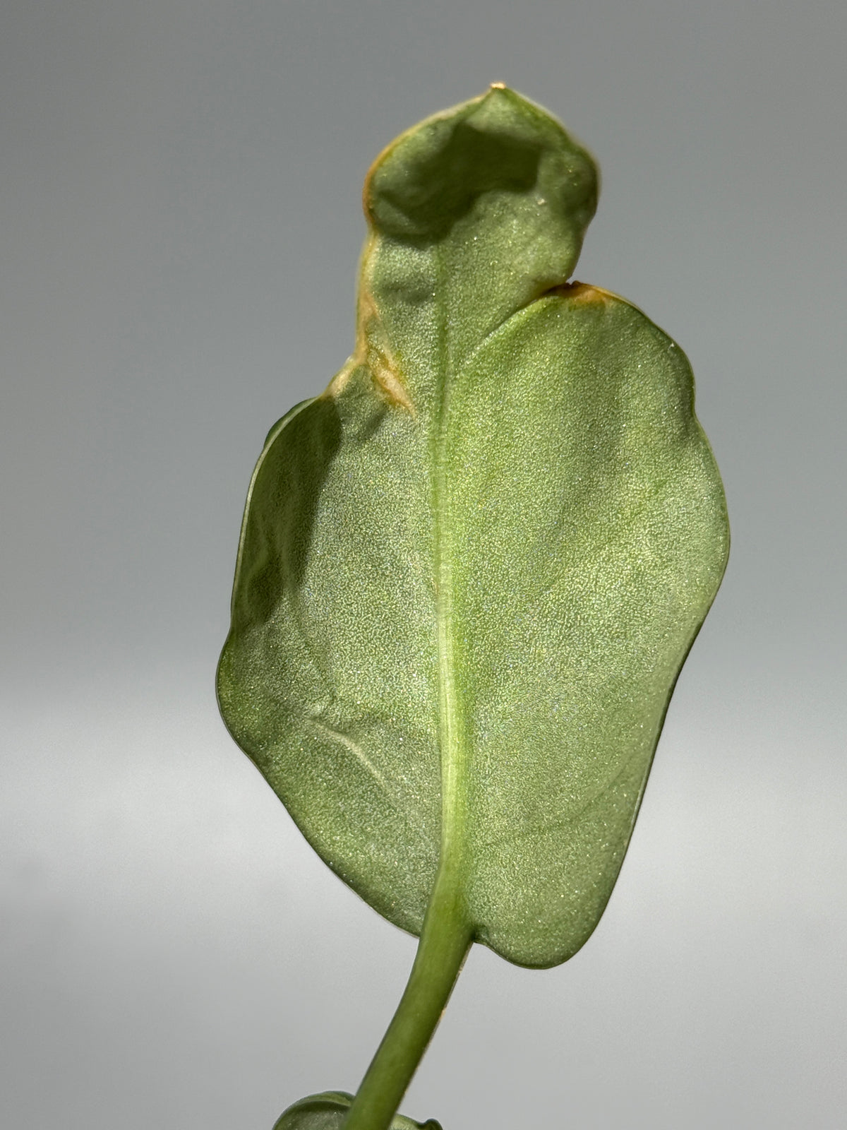 スキンダプサス イバタン  / Scindapsus Ibatan (2)