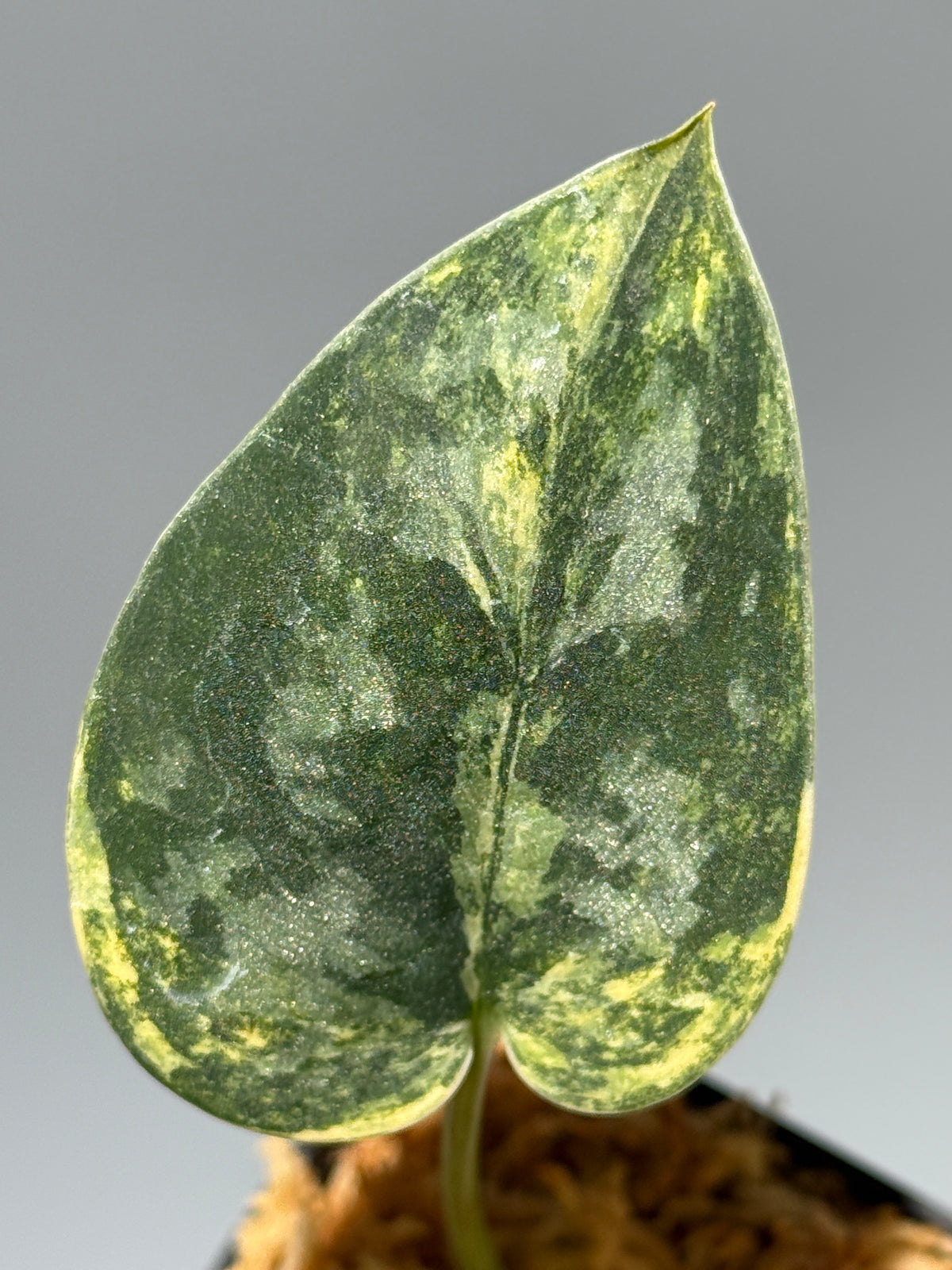 スキンダプサス グリーン ダイヤモンド / Scindapsus Green diamond (1)