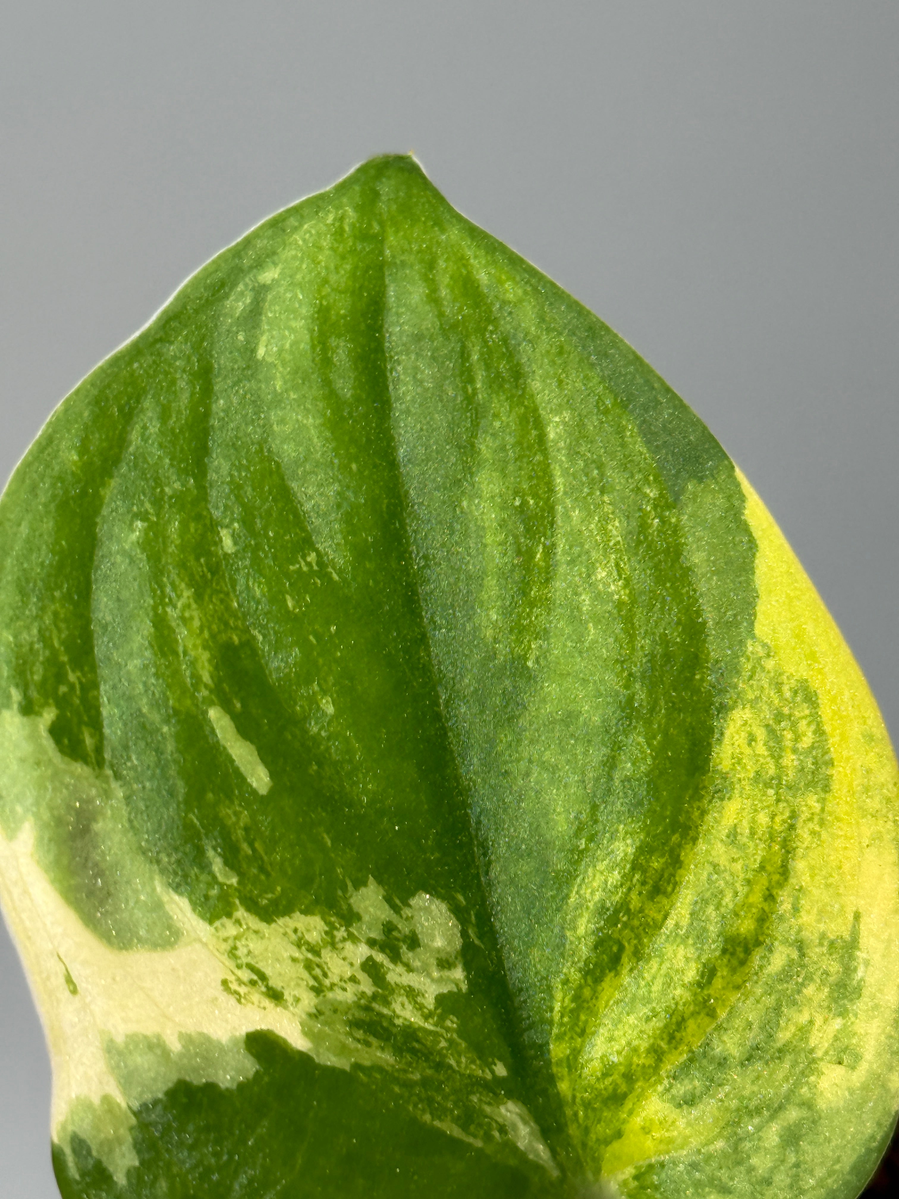 All Plants – Nakayama-Plants