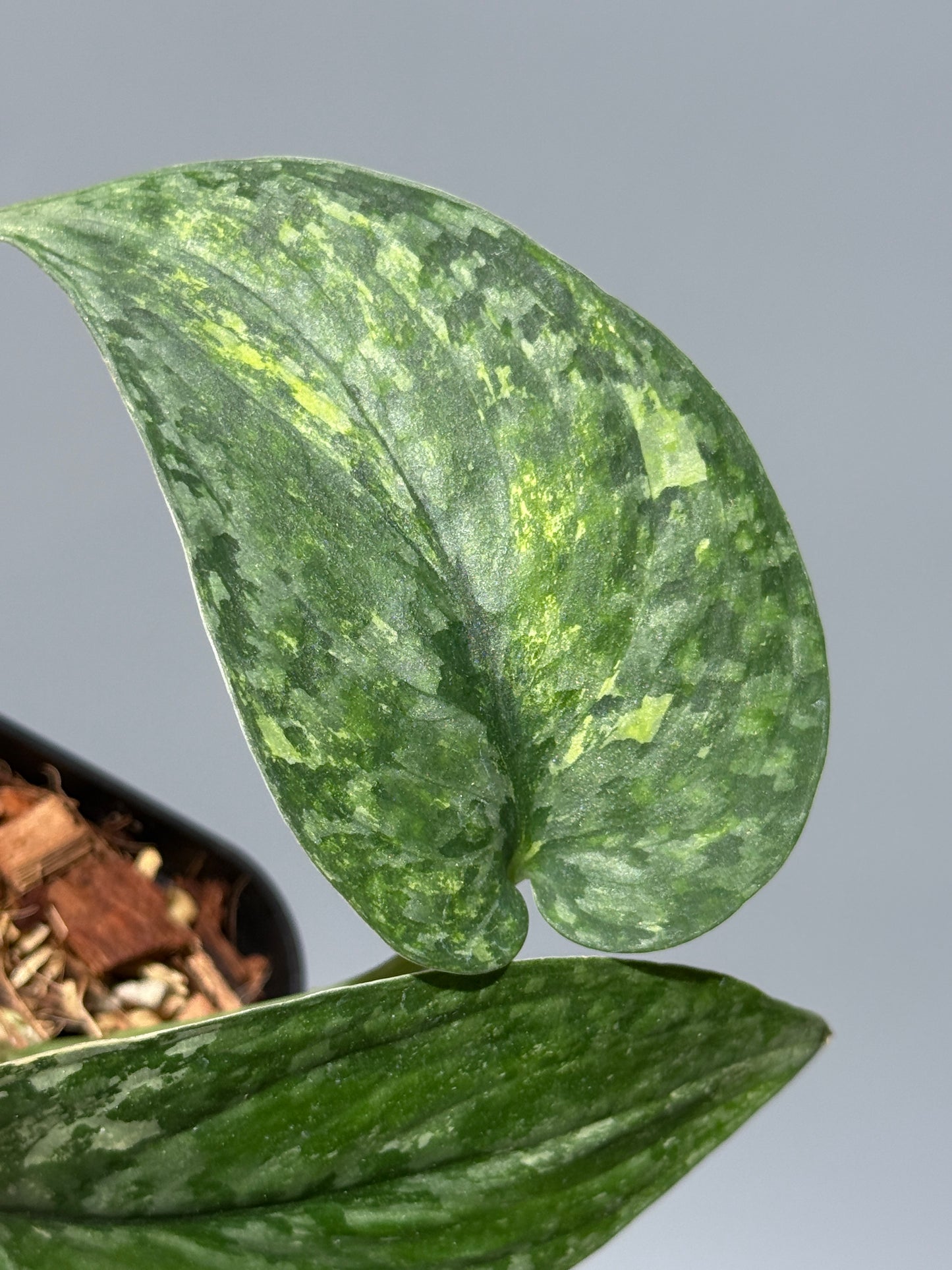 スキンダプサス レオパード / Scindapsus Leopard (1)