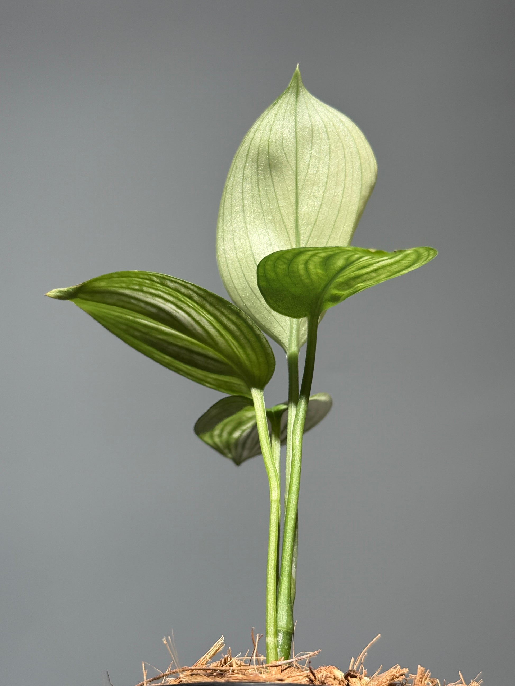 スキンダプサス ホワイトモンスター / Scindapsus whitemonster (2)