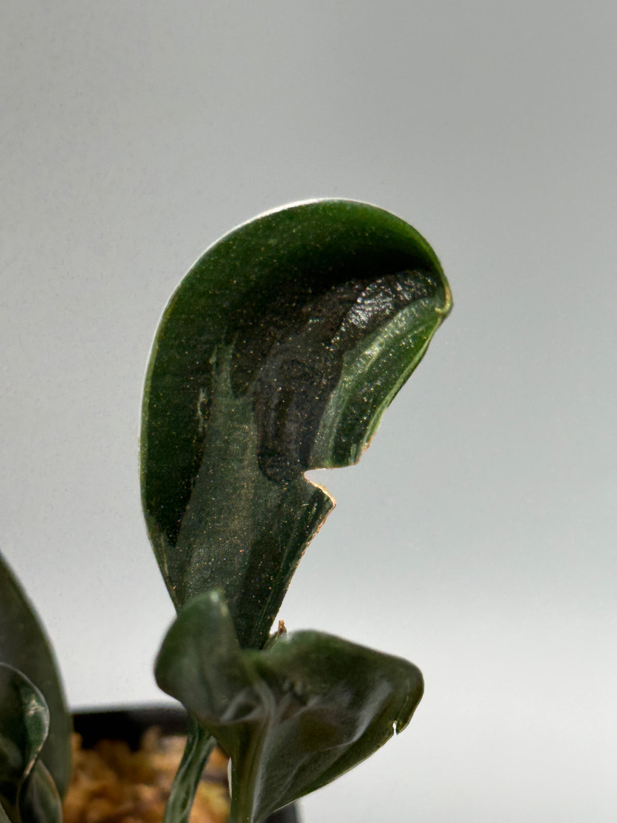 スキンダプサス トレビー ダークフォーム ミューテーション/Scindapsus Treubii darkform mutation (1)