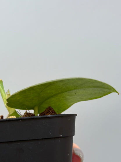 スキンダプサス トリカラー シルバー  / Scindapsus tricolor silver  (1)