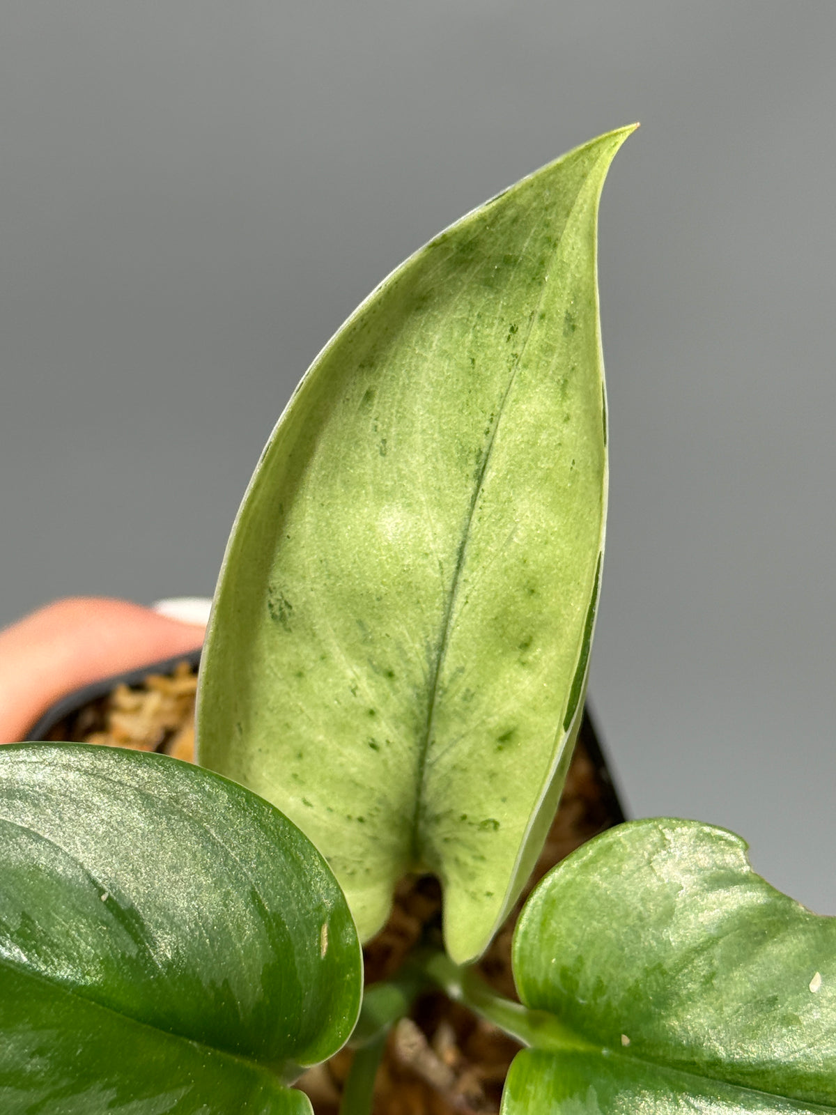 スキンダプサス スーパースター/ Scindapsus Treubii super star (1)