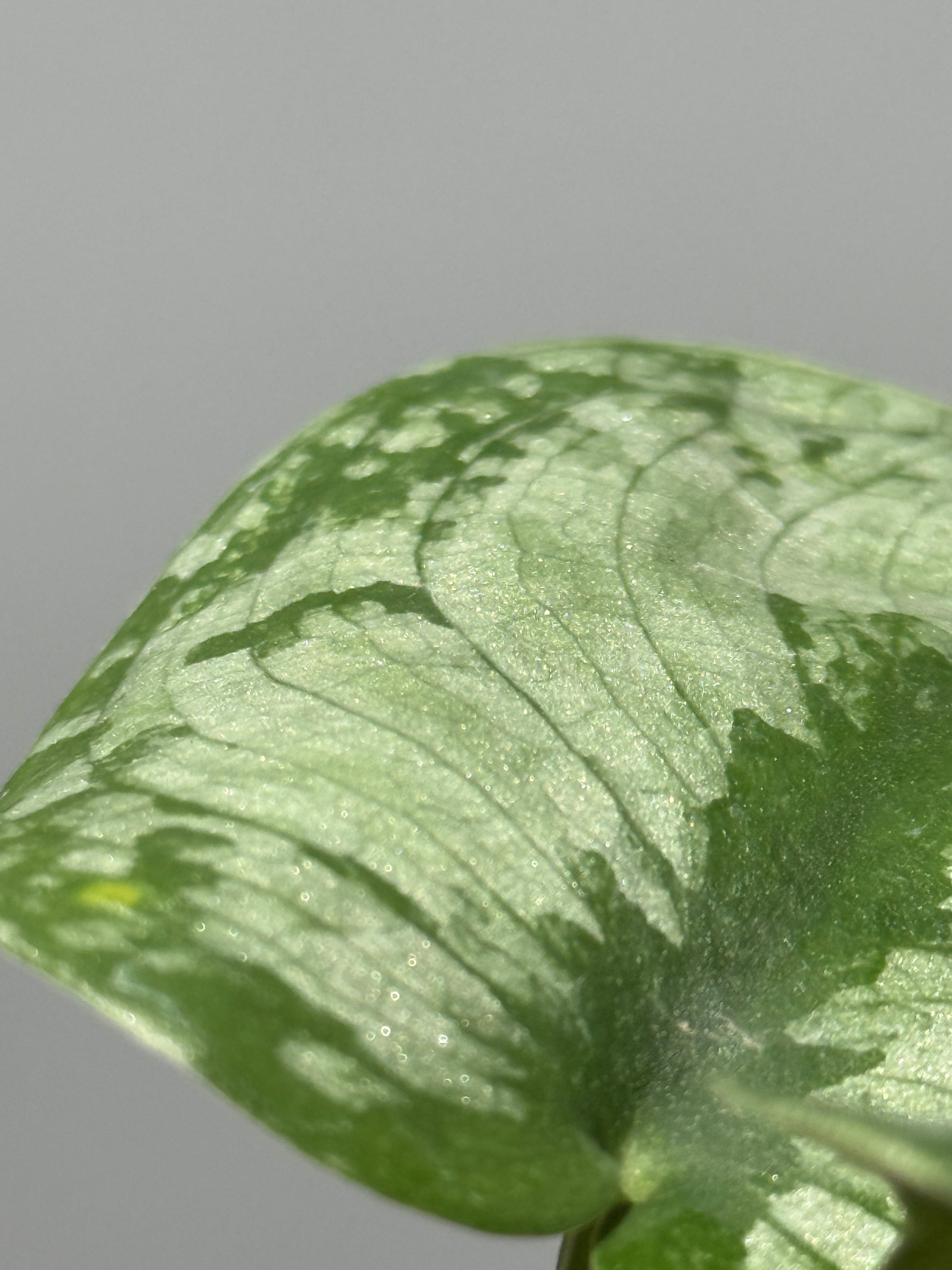 スキンダプサス ドラヤキ / Scindapsus Dorayaki (1)