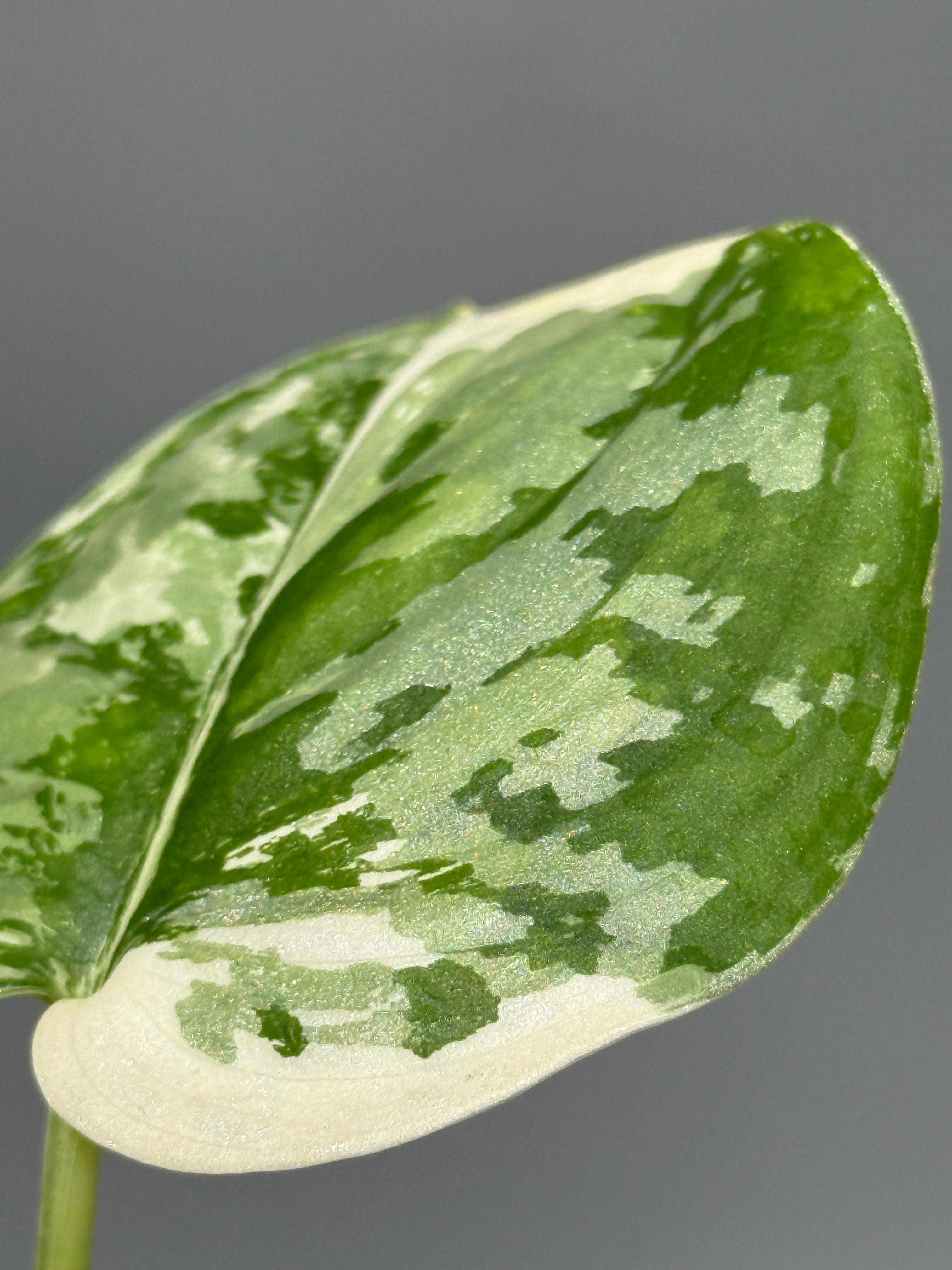 All Plants – Nakayama-Plants