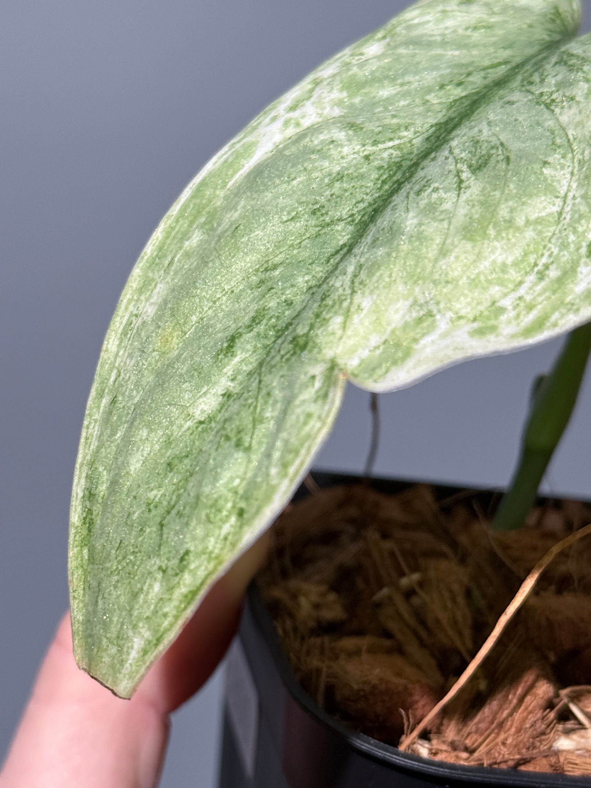 スキンダプサス ブルー スカイ/Scindapsus Blue sky  (1)