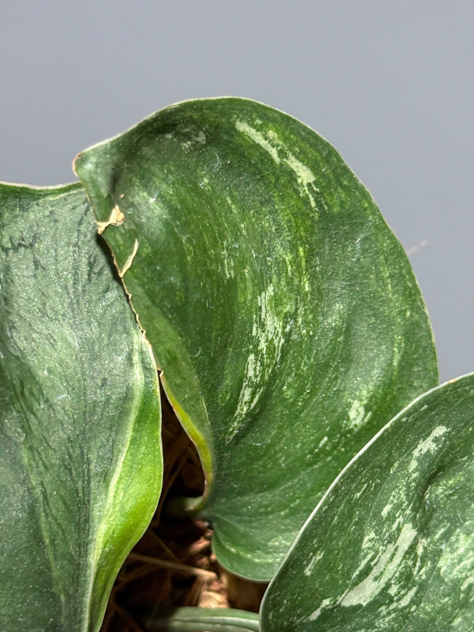 スキンダプサス シルバースプラッシュ ミューテーション/ Scindapsus Silver splash mutation  (1)