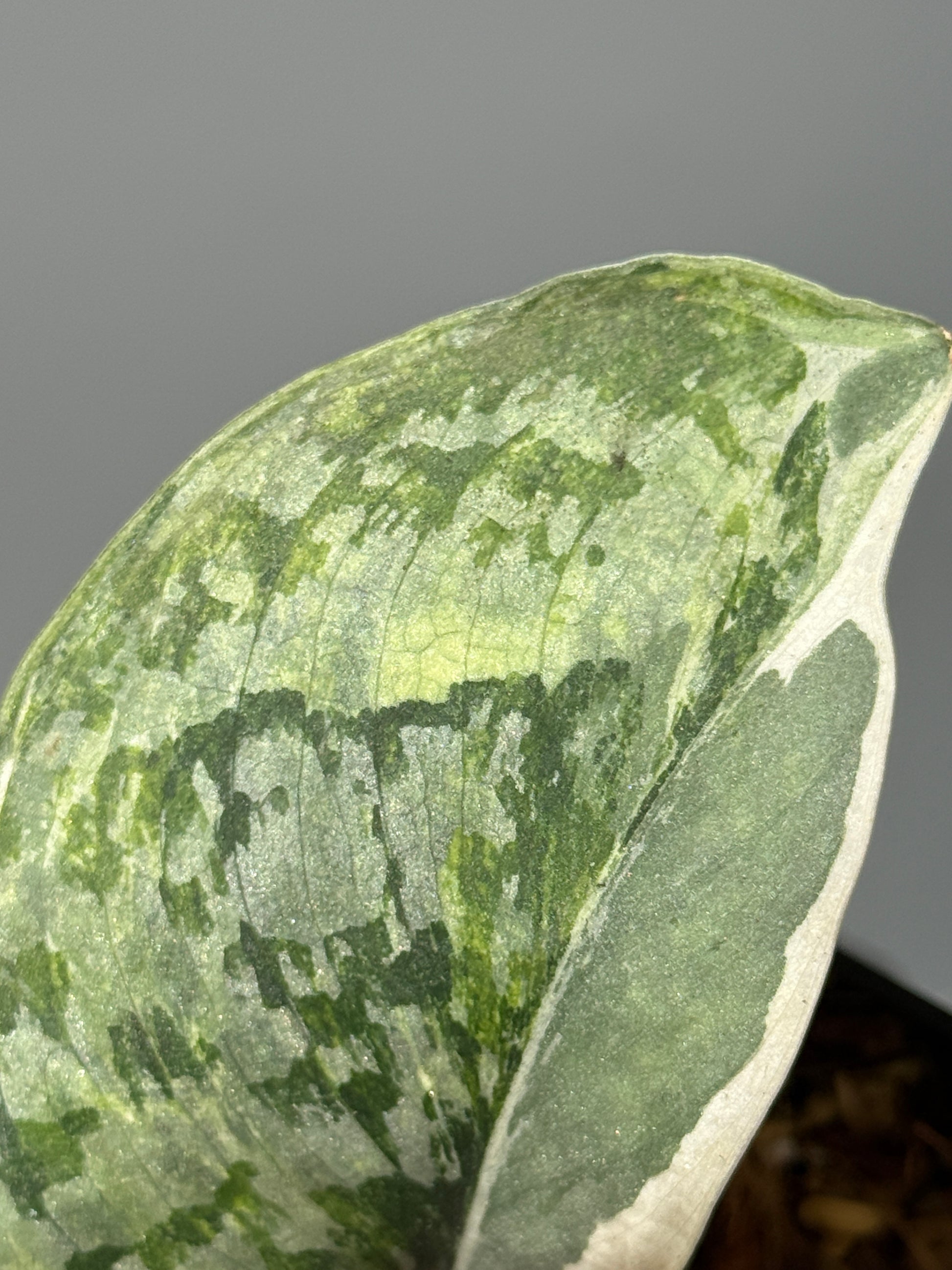 スキンダプサス エキゾチカ アルボ / Scindapsus exotica albo (1)