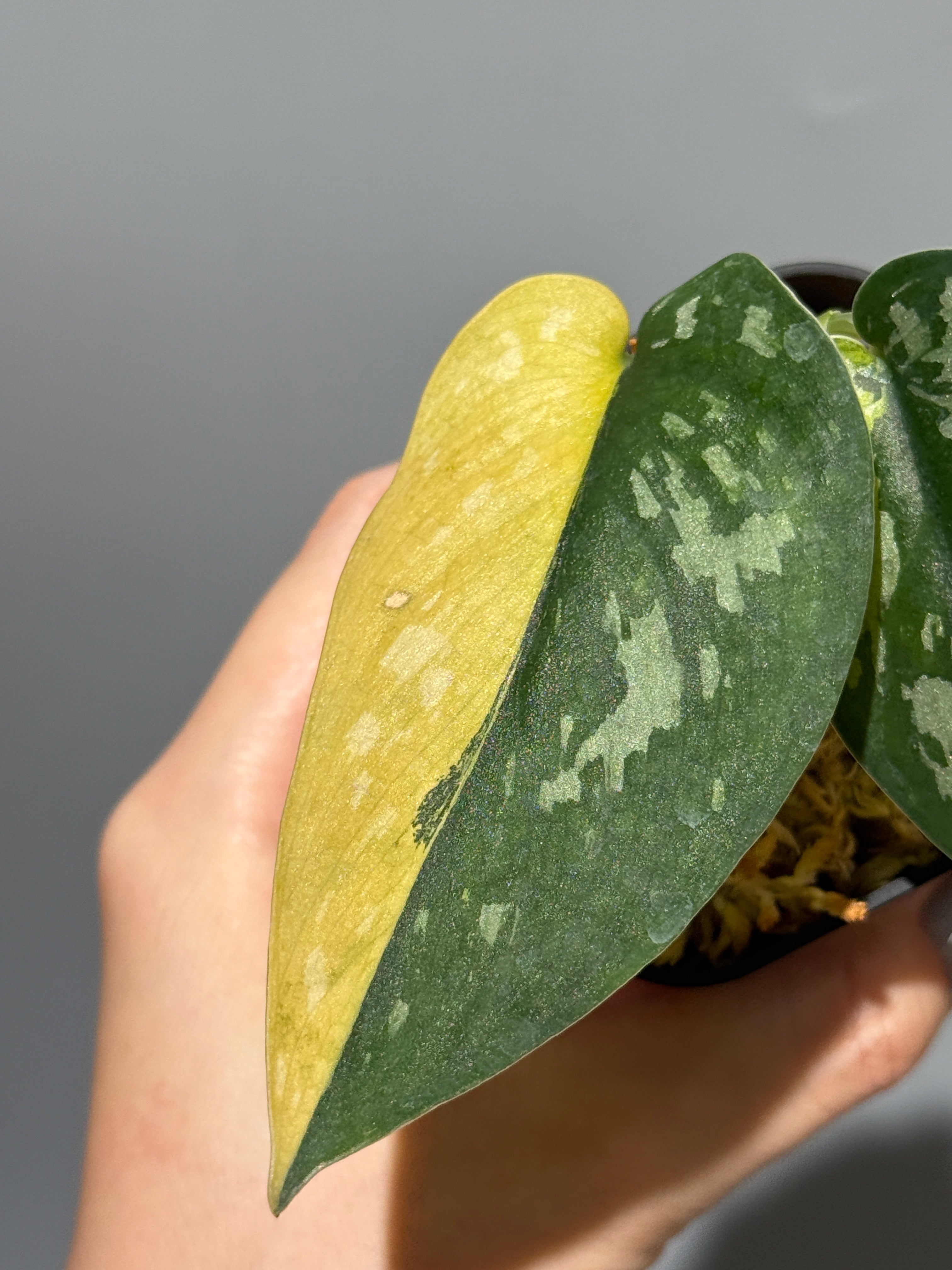 スキンダプサス マッチャ / Scindapsus matcha (2) – Nakayama-Plants