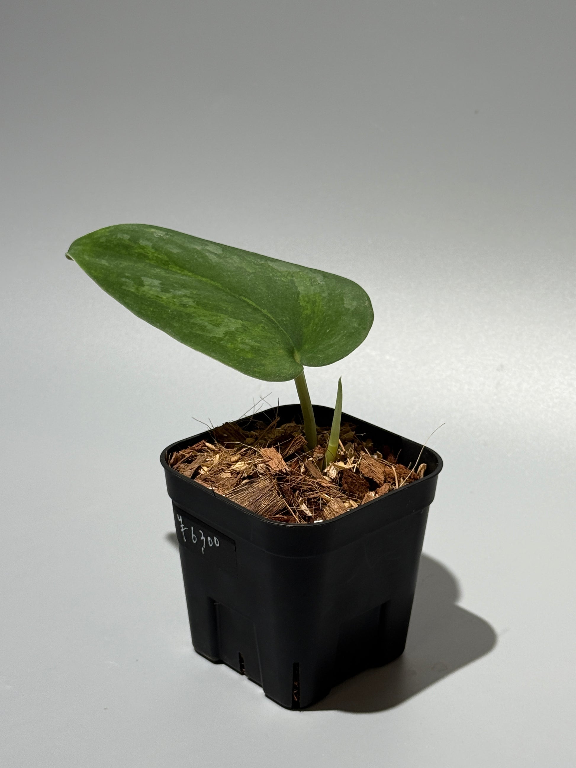 スキンダプサス グリーン エメラルド / Scindapsus green emerald (1)