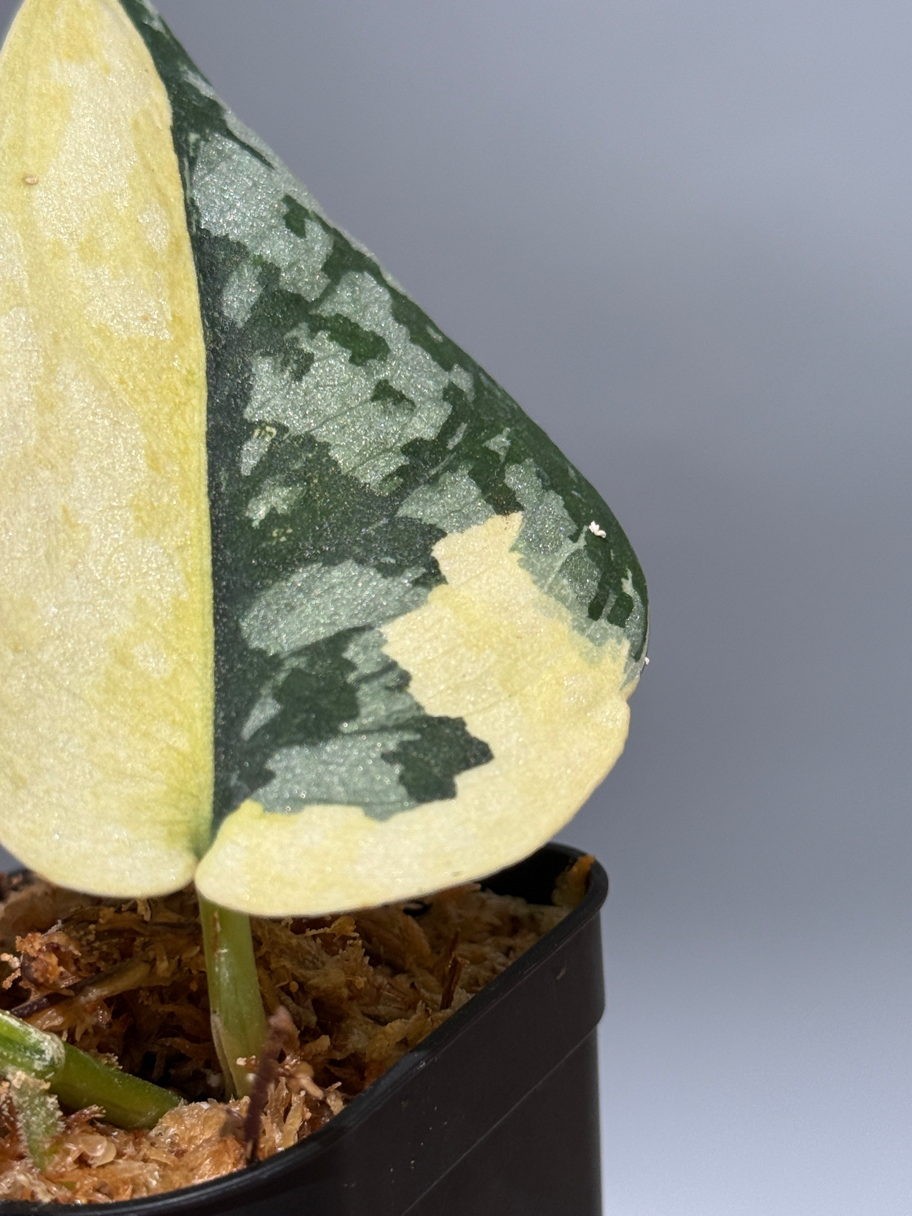 スキンダプサス マハリカ / Scindapsus maharlika (1) – Nakayama-Plants