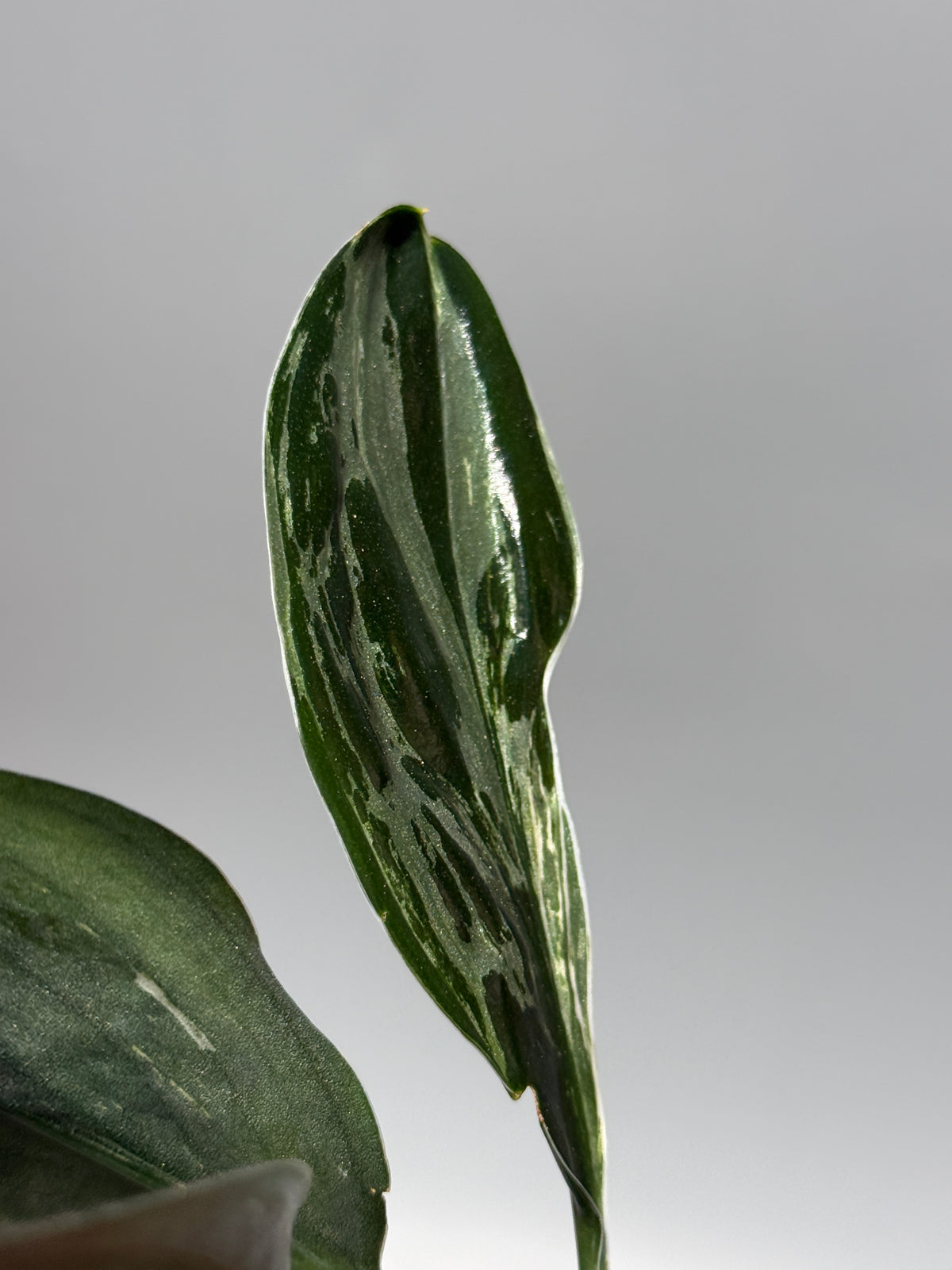 スキンダプサス トレビー ダークフォーム ミューテーション/Scindapsus Treubii darkform mutation (1)