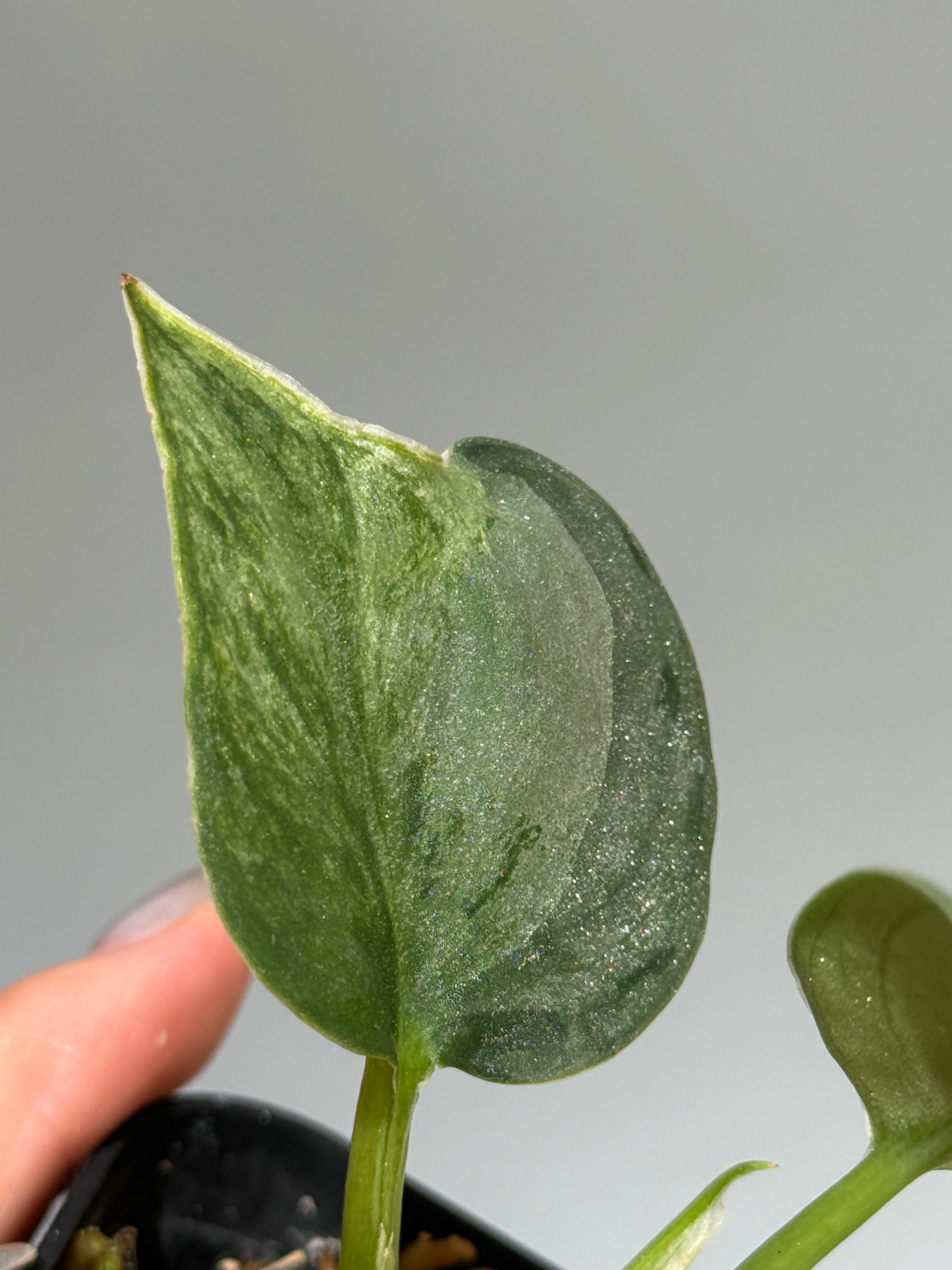All Plants – Page 2 – Nakayama-Plants