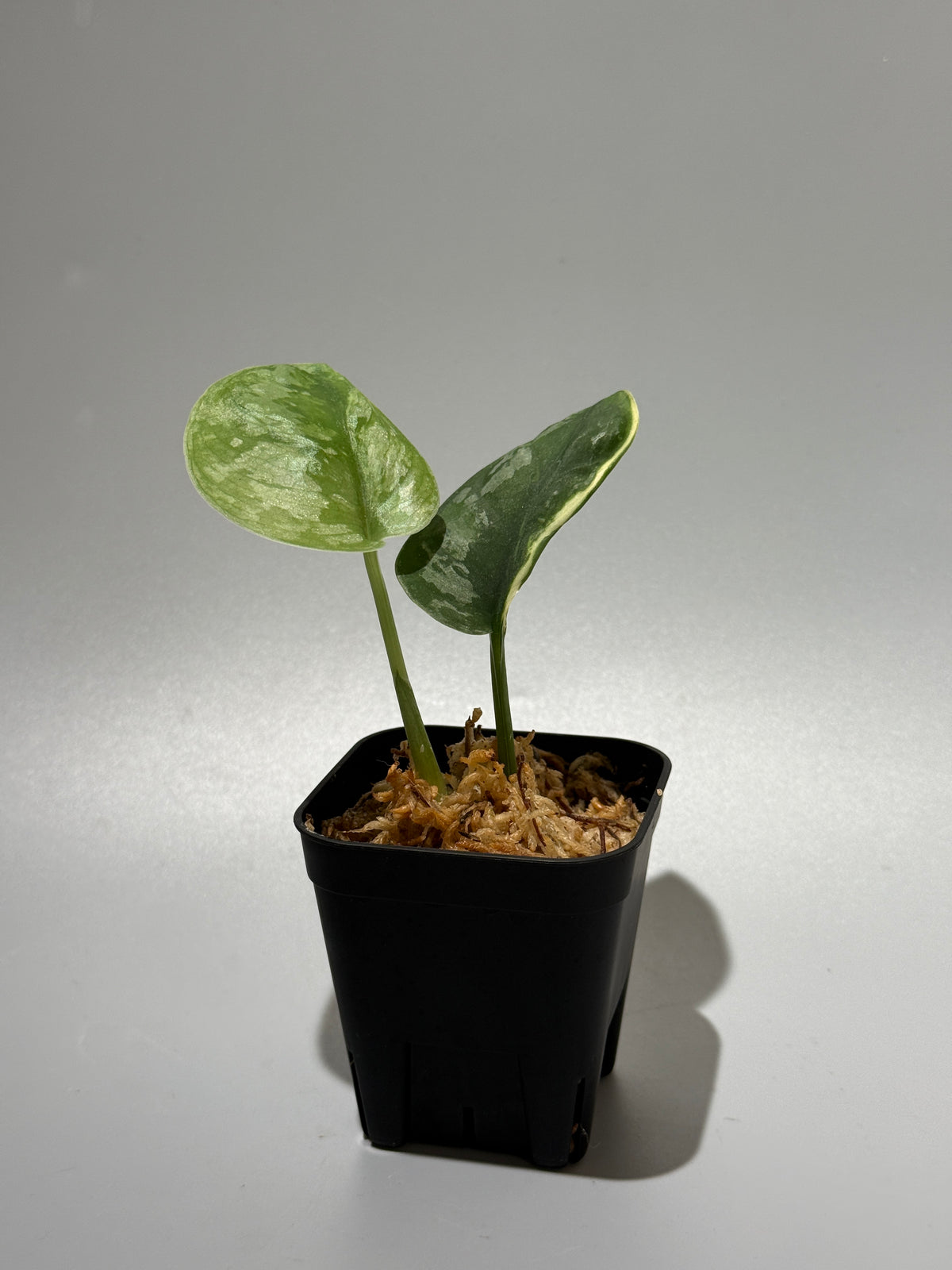 スキンダプサス イバタン  / Scindapsus Ibatan (1)