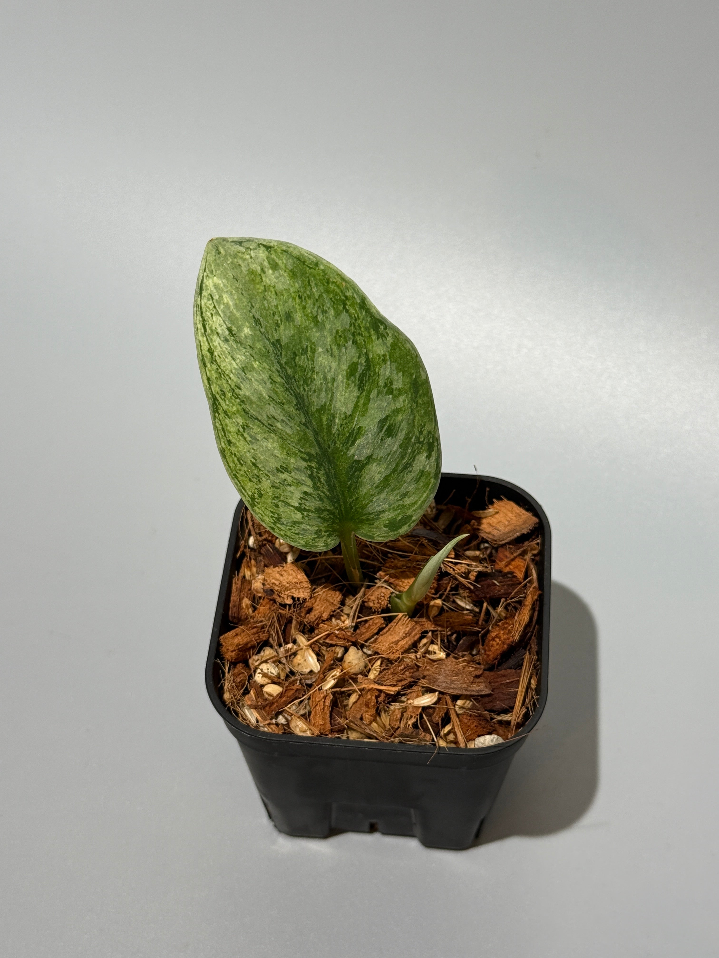 Nakayama Plants公式オンラインストア｜スキンダプサス専門店