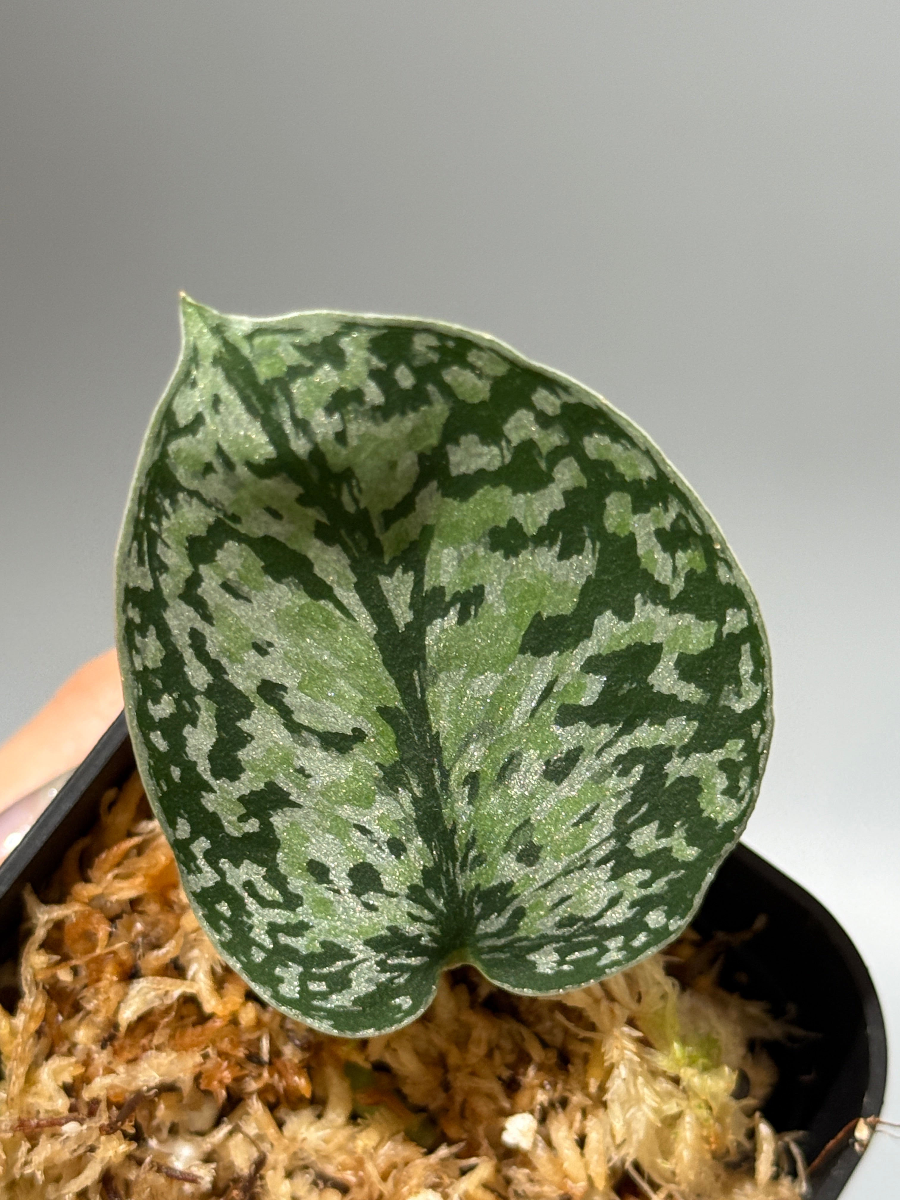 商品 – Page 3 – Nakayama-Plants