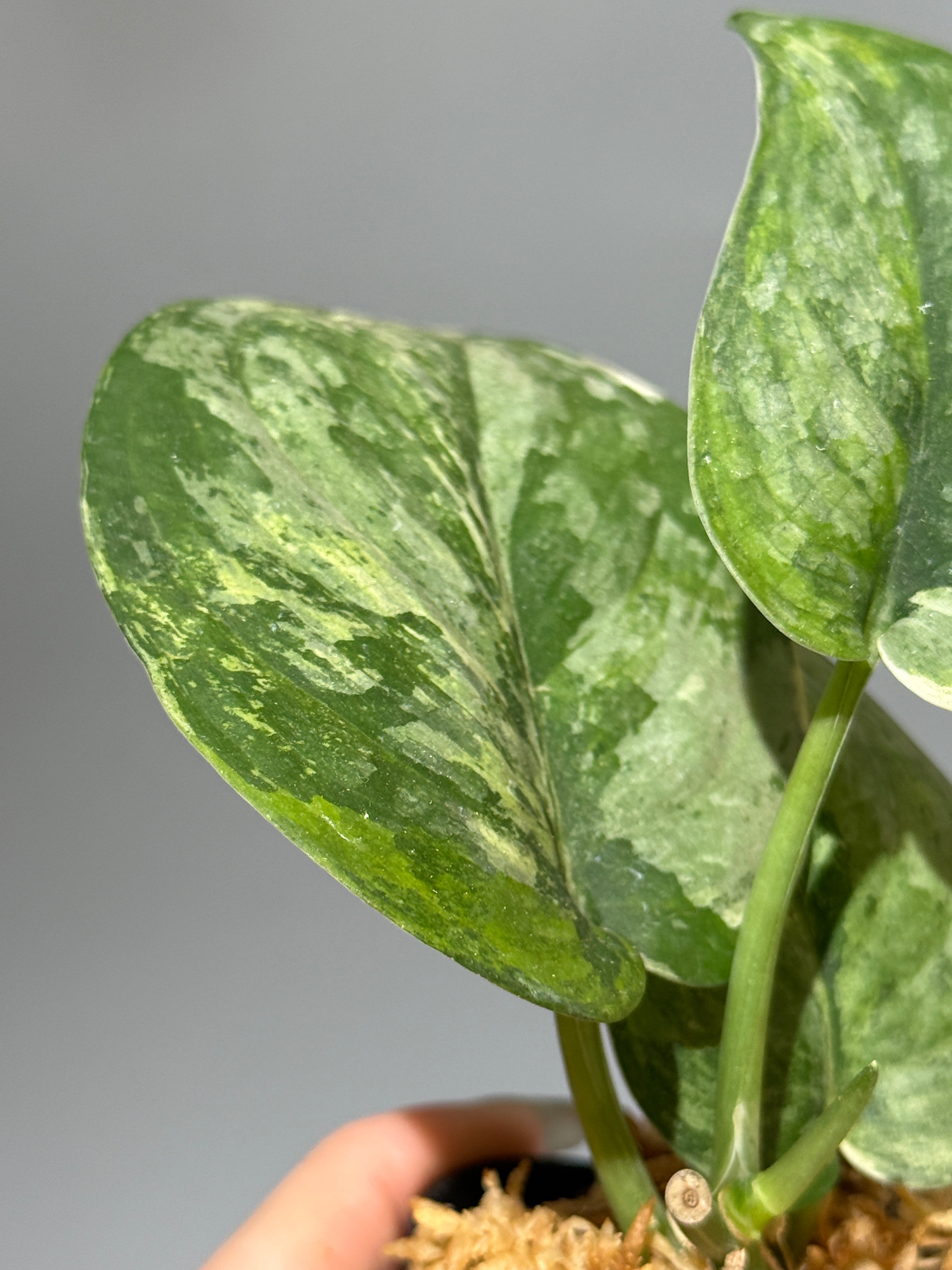All Plants – Nakayama-Plants