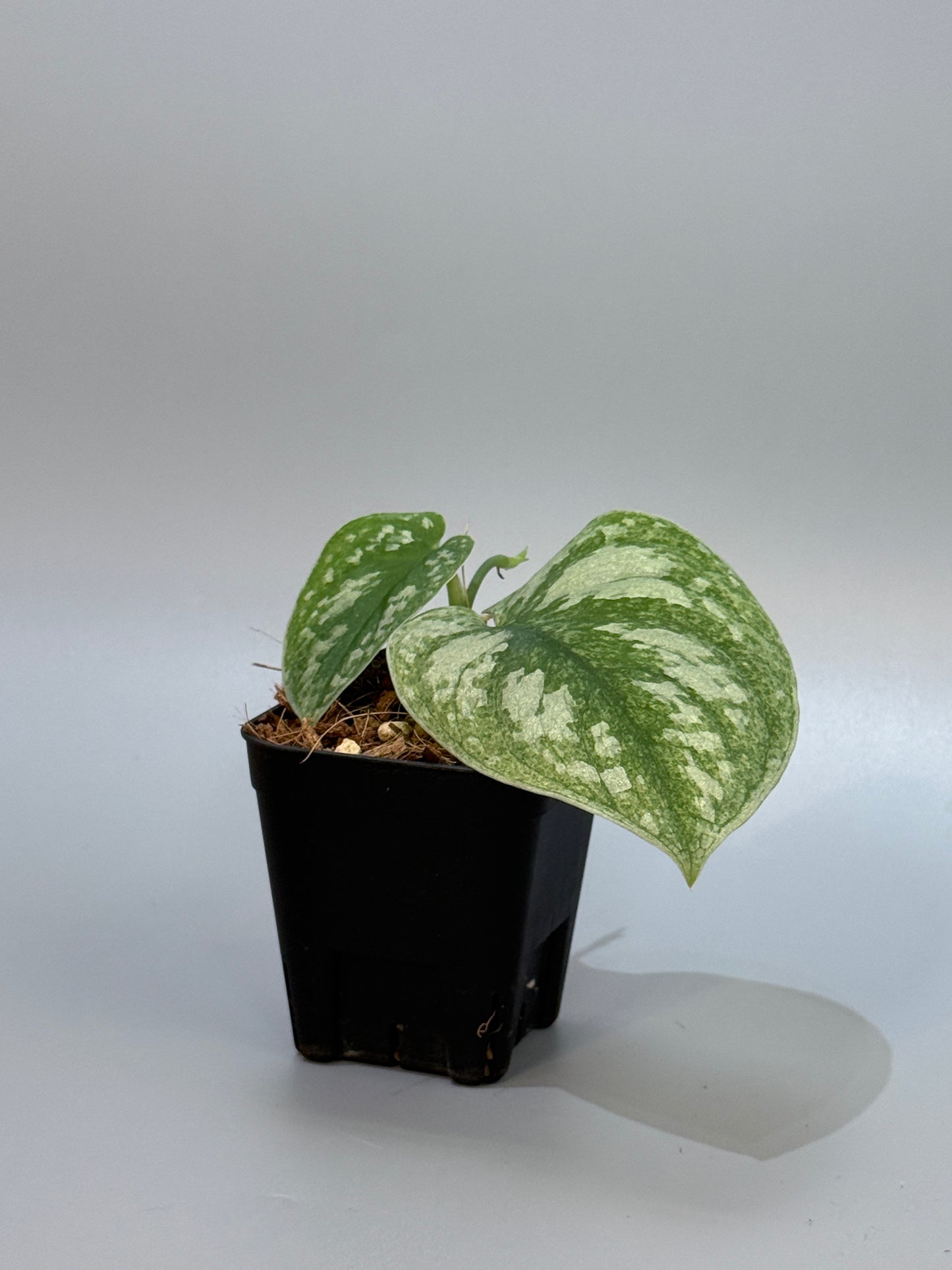 スキンダプサス ネビュラ / Scindapsus Nebula (4)