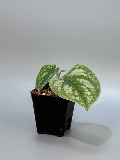 スキンダプサス ネビュラ / Scindapsus Nebula (4)