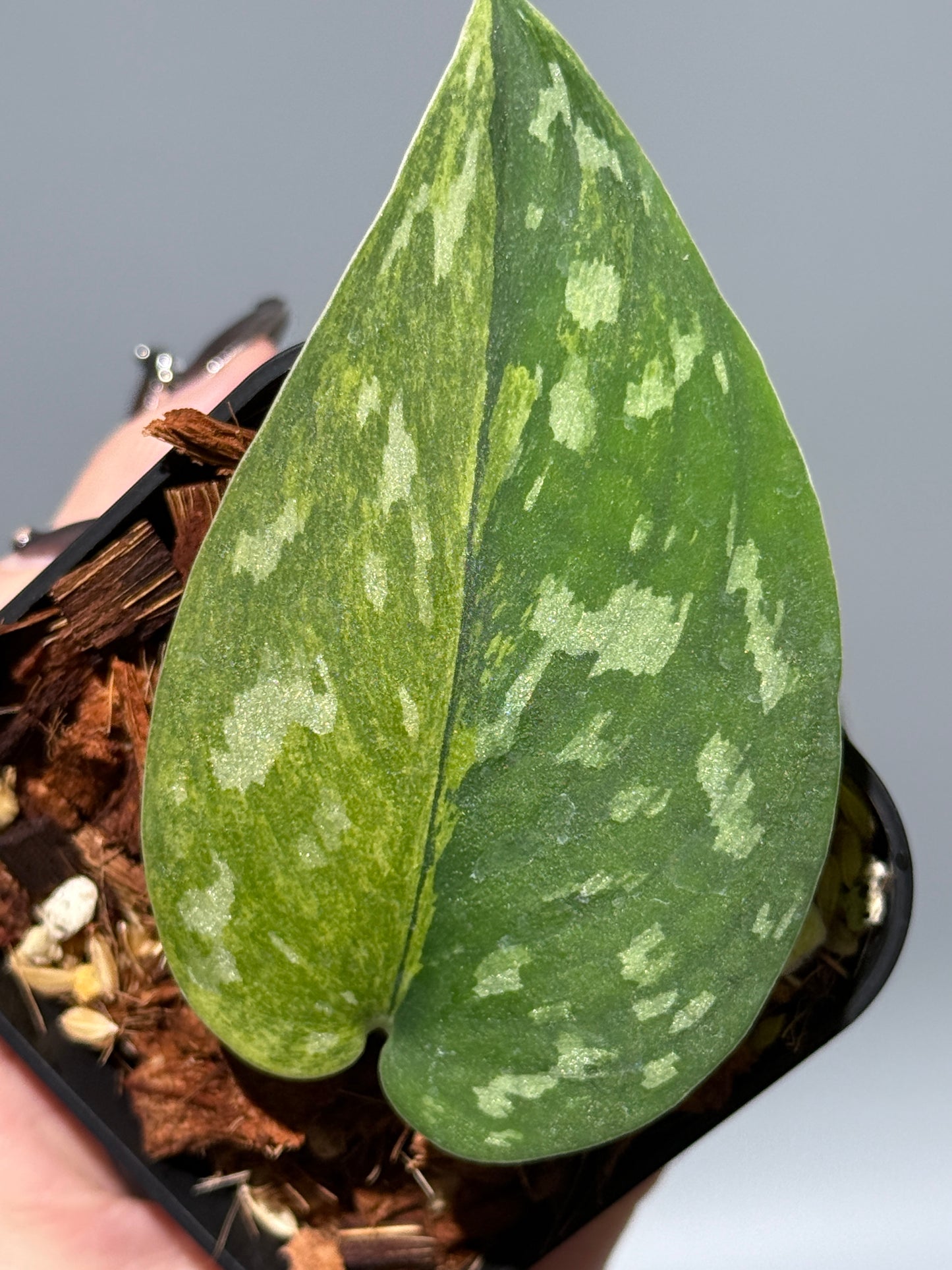 スキンダプサス マッチャ / Scindapsus matcha (4)