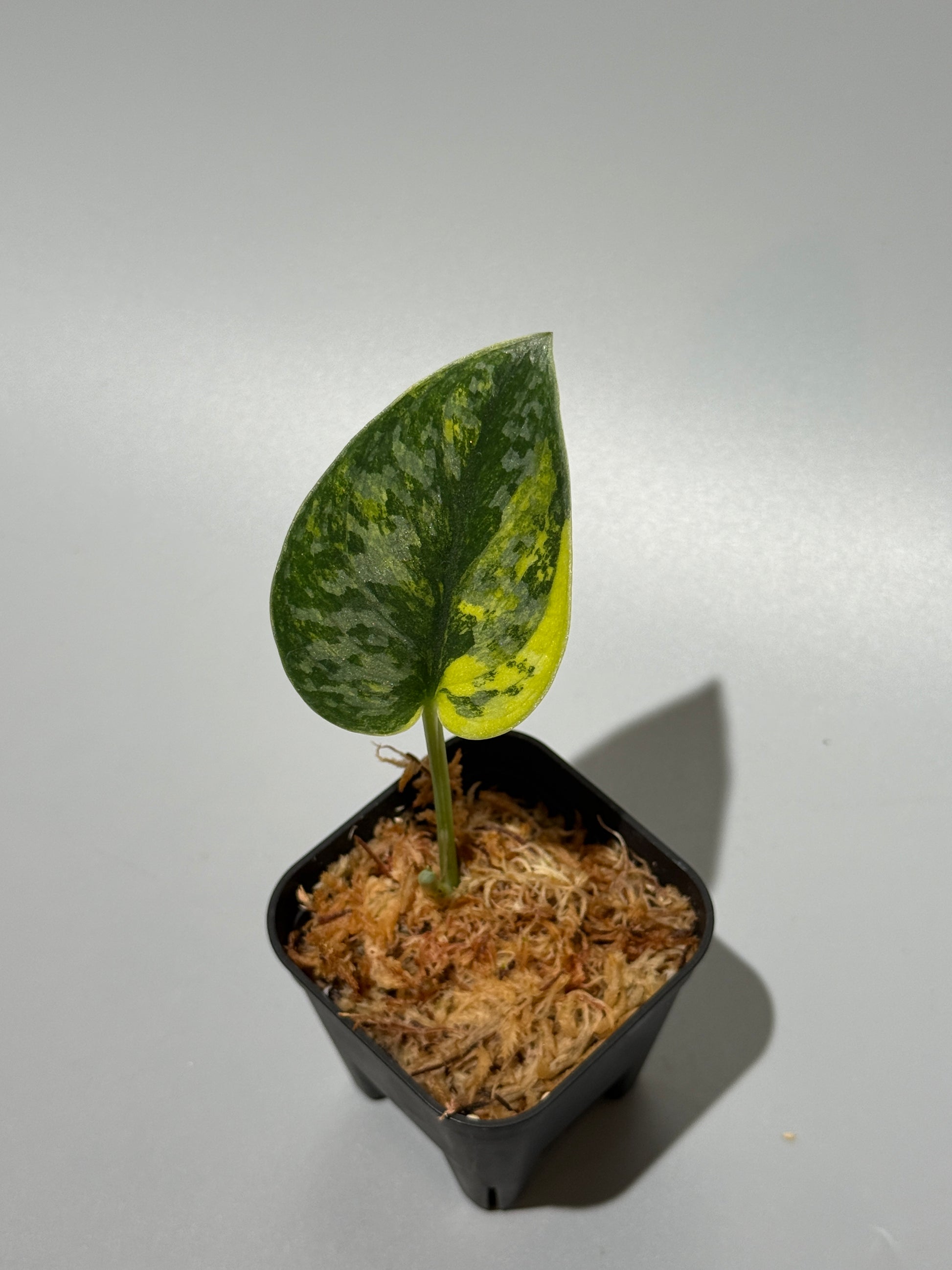 スキンダプサス グリーン ダイヤモンド / Scindapsus Green diamond (1)