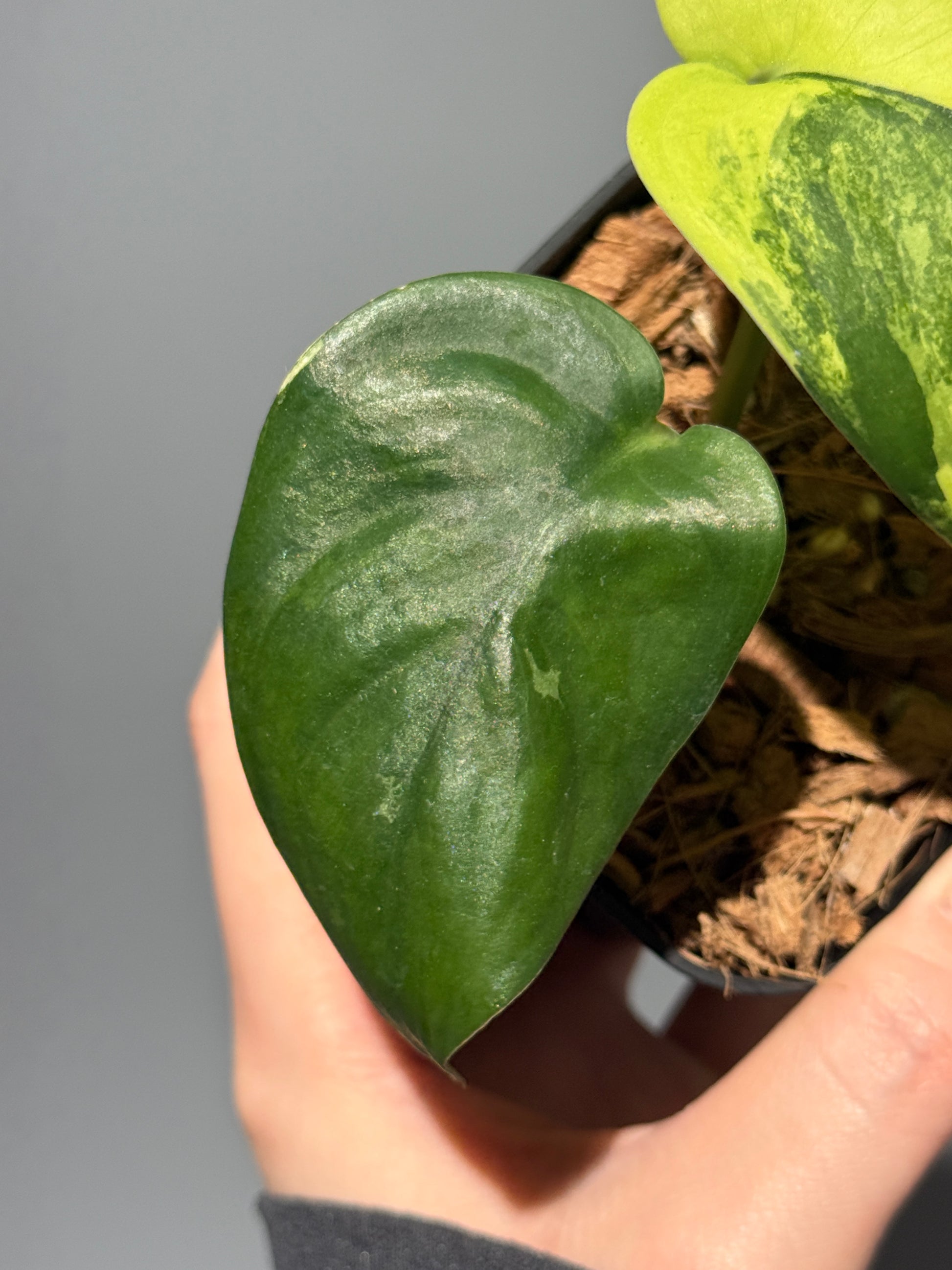 スキンダプサス ジェイドサテン オーレア  / Scindapsus jadesatin aurea (1)