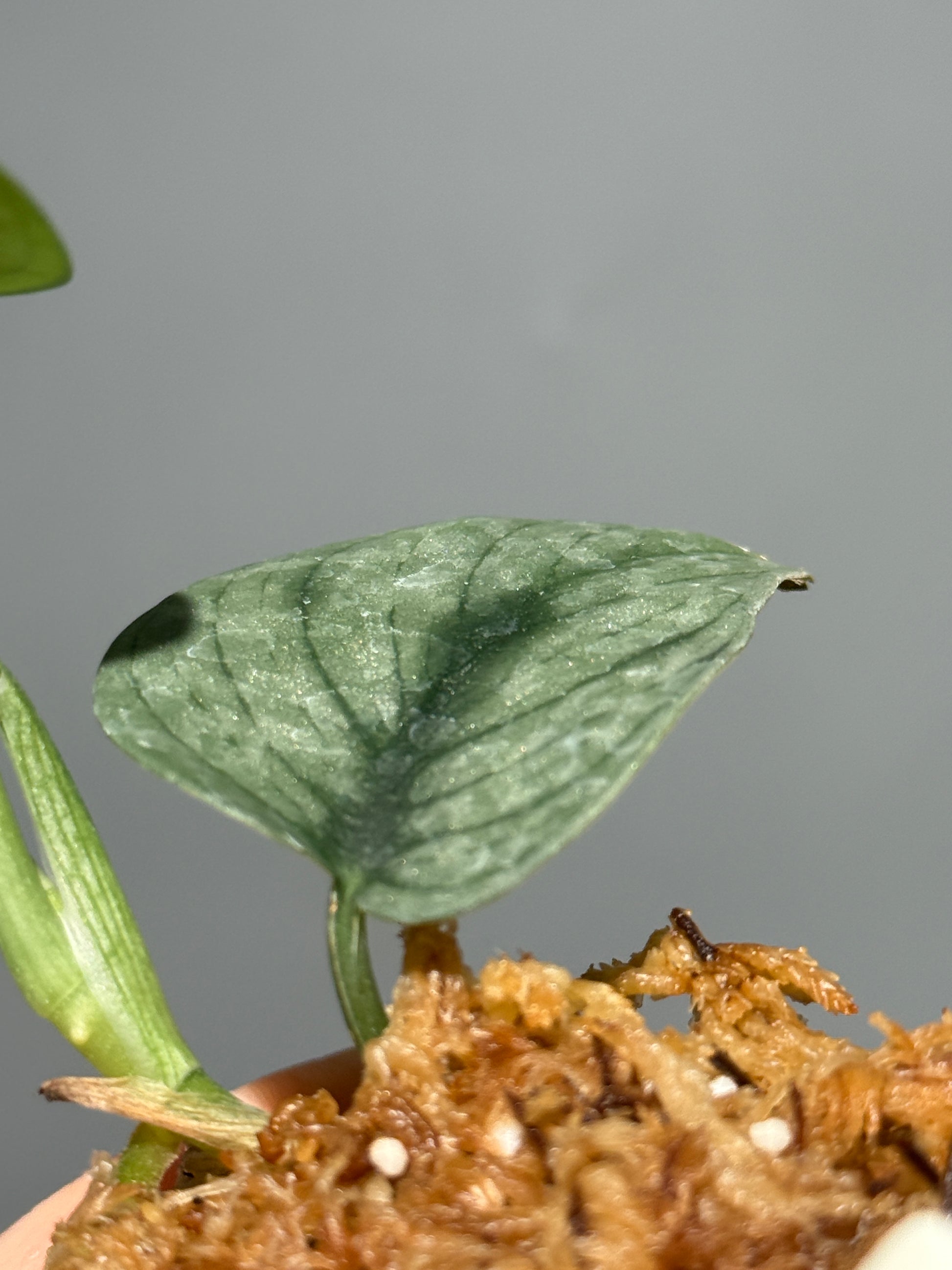 スキンダプサス グリーンベイン / Scindapsus Green vein (2)