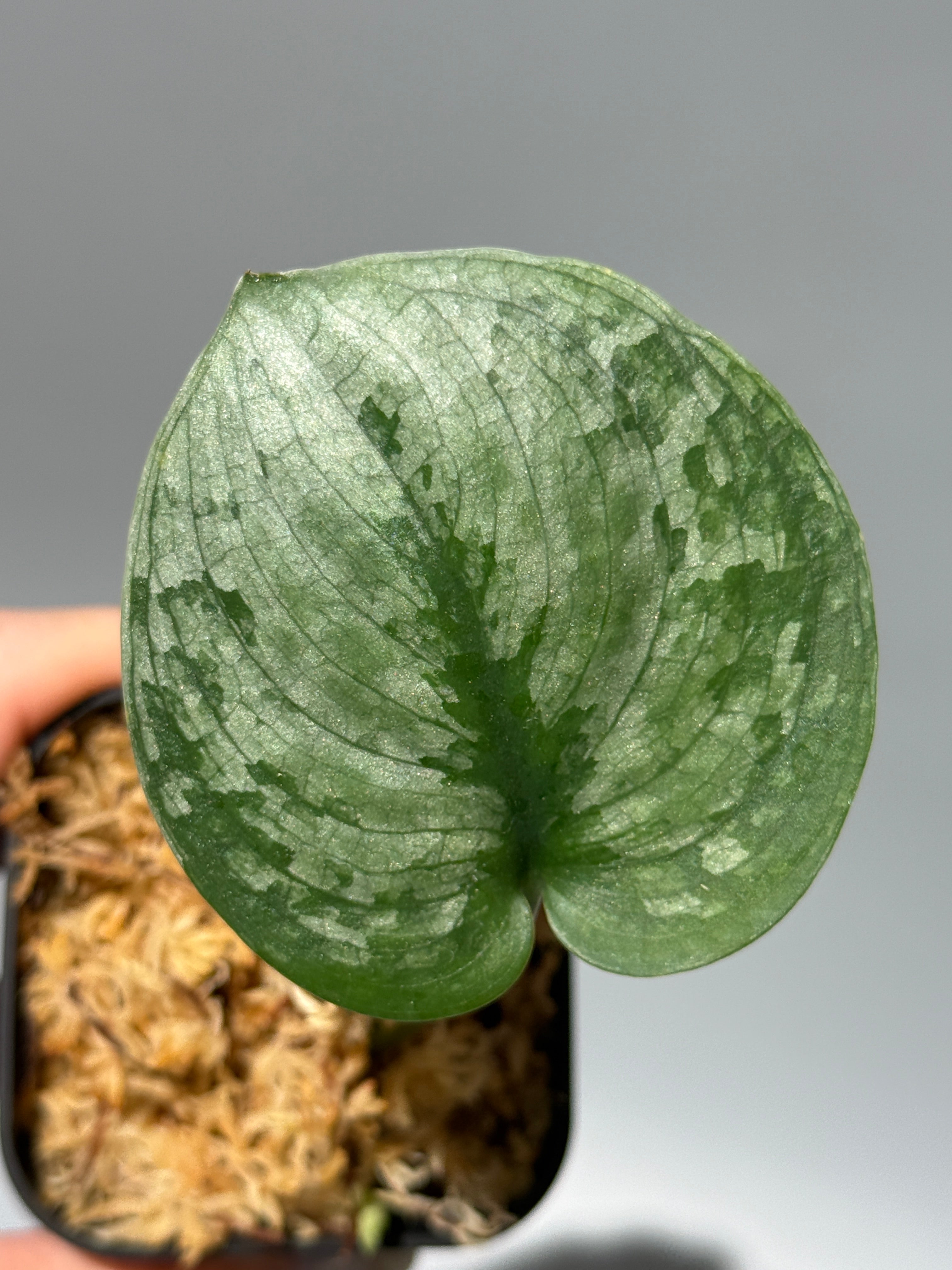 スキンダプサス　ニルマラ　大株　1 All Plants – Nakayama-Plants