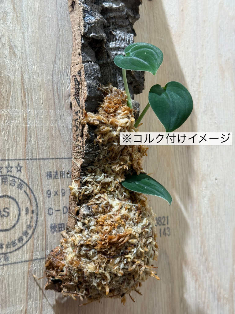 ダプコルク 着生 / DAPCORK CHAKUSEI (5)