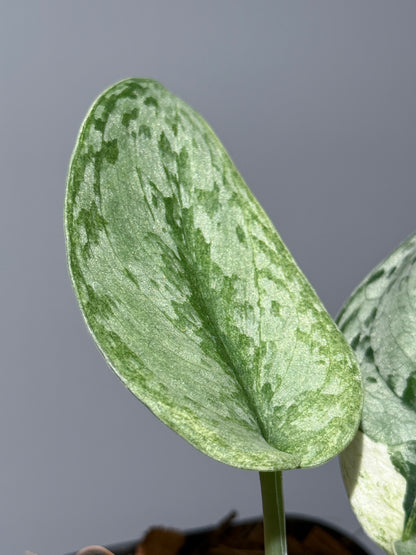 スキンダプサス ニルマラ / Scindapsus nirmala (1)