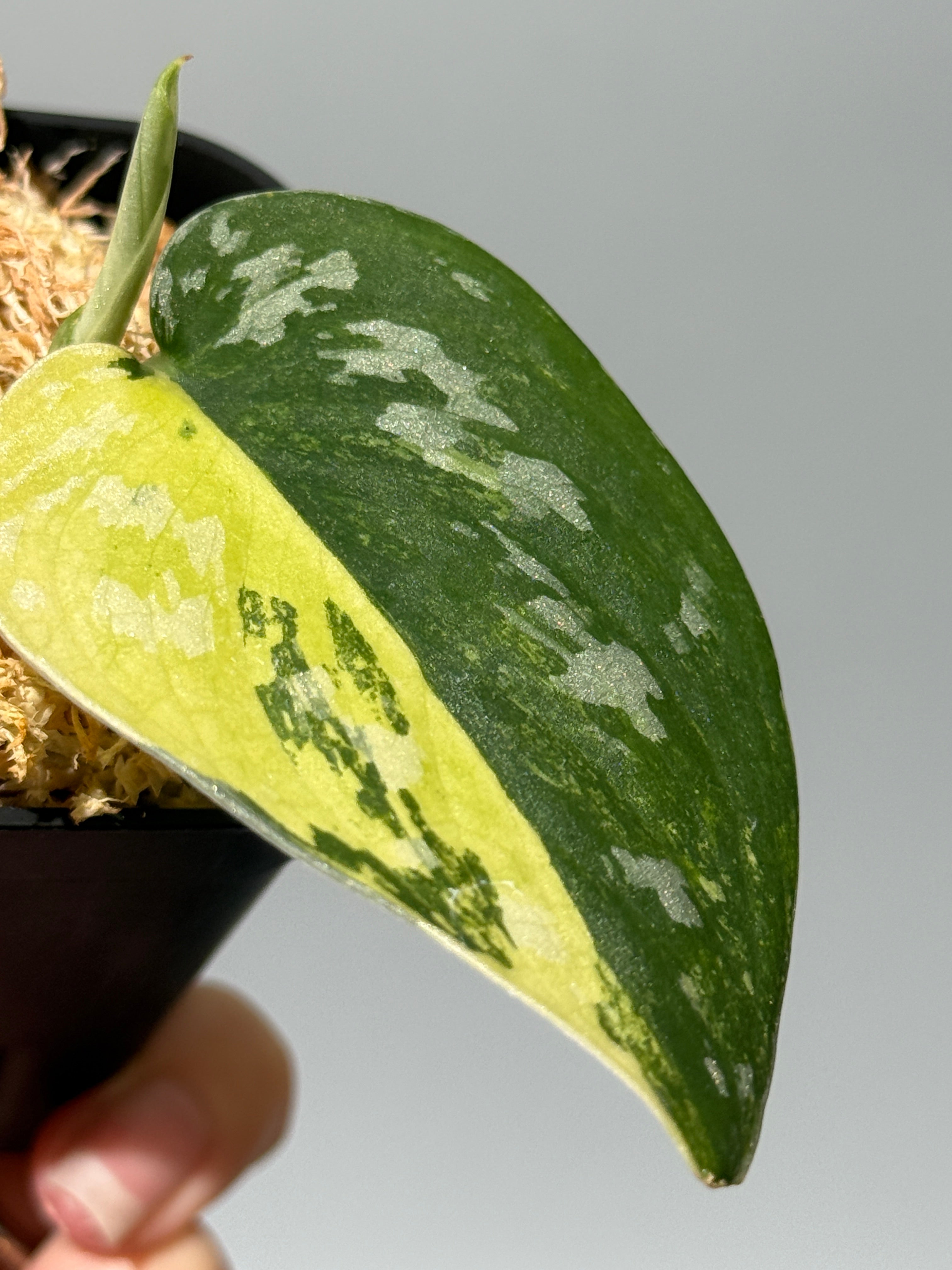 All Plants – Nakayama-Plants